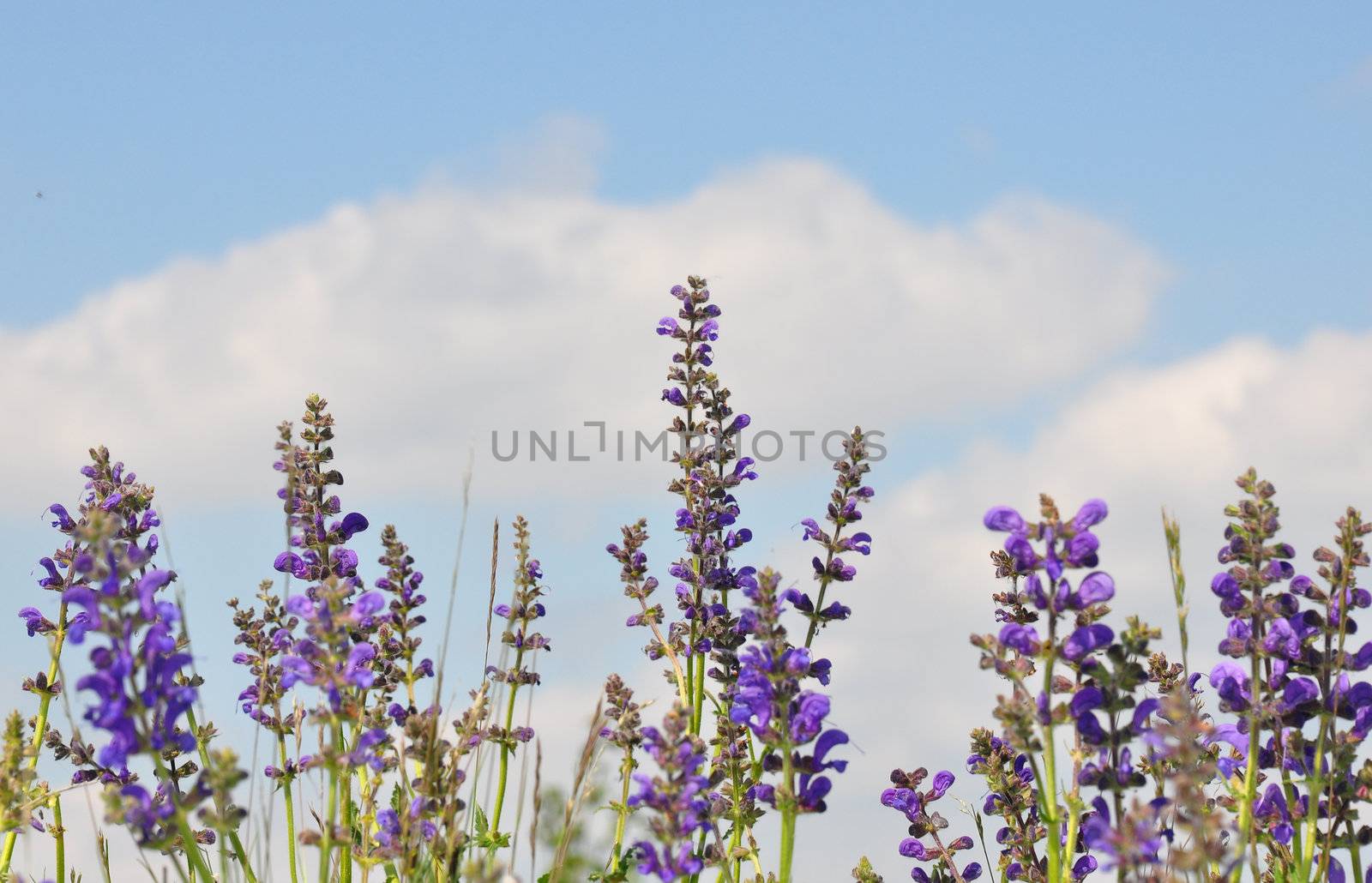 Meadow sage (Salvia pratensis) by rbiedermann