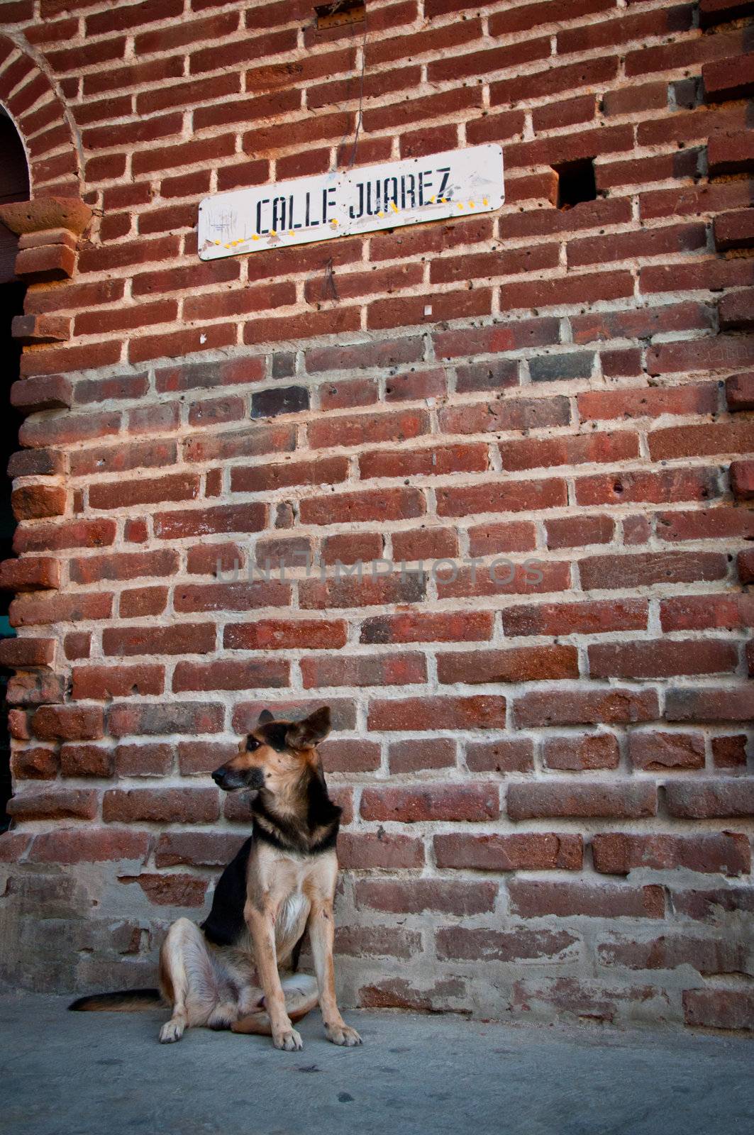 A dog sitting against a brick wall in Todos Santos, Mexico, looking off to the side of the photo. Sign translates to Juarez Street.