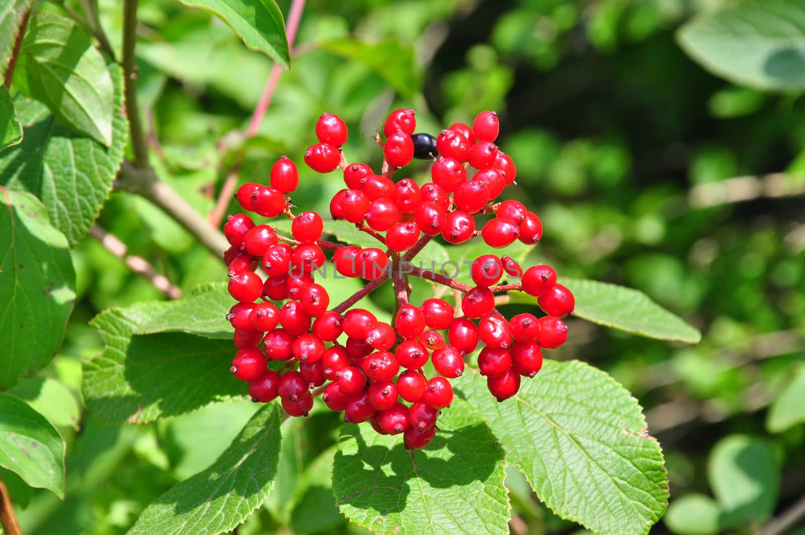 Wayfaring tree (Viburnum lantana) by rbiedermann