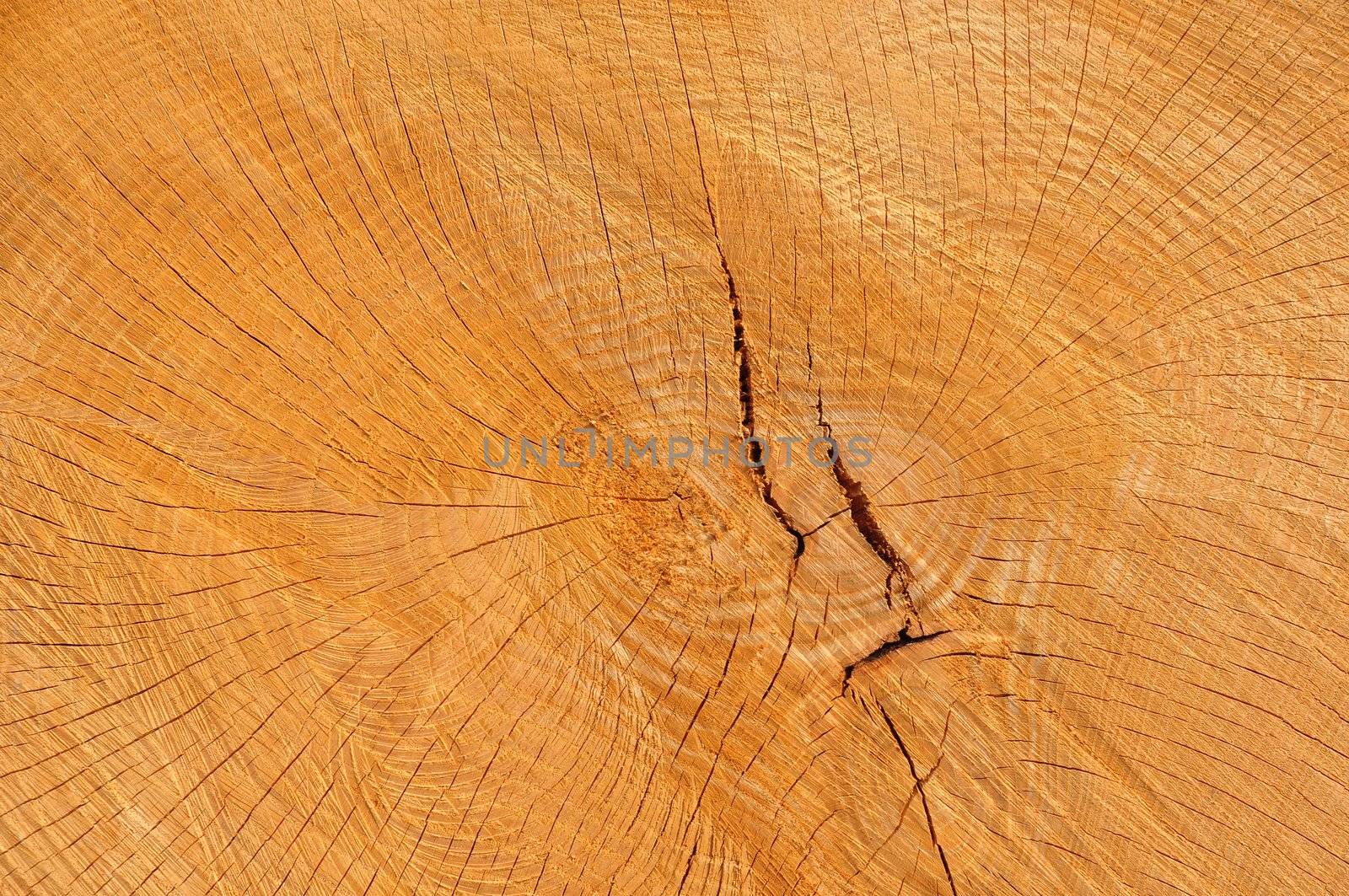 Wood texture