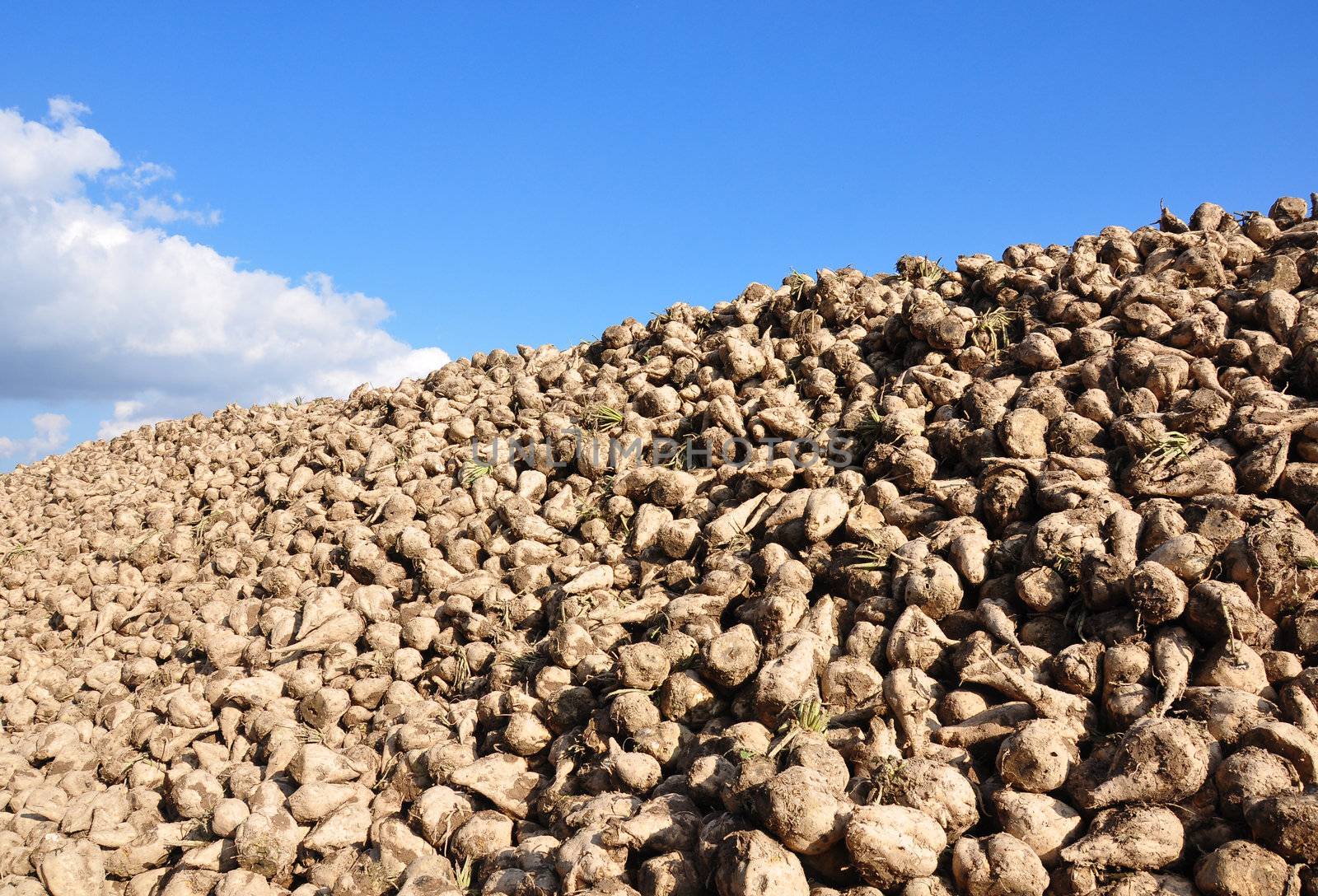 Sugar beets by rbiedermann