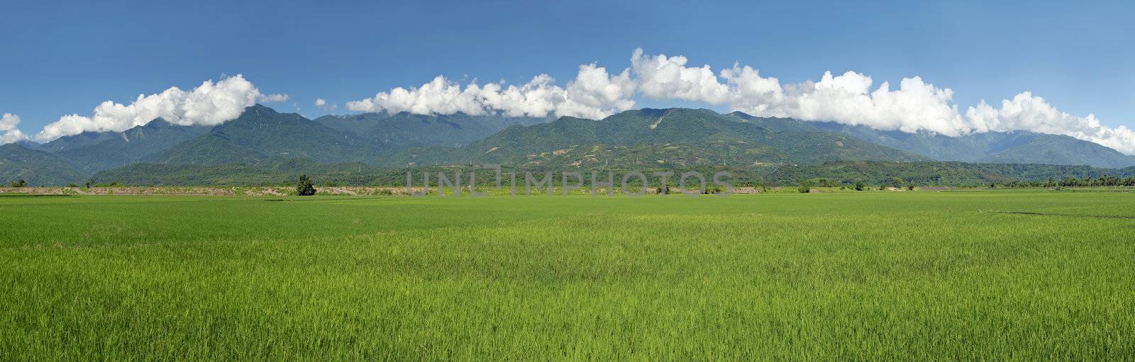 Rural scenery of green farm under blue sky, landscape in Hualian , Taiwan, Asia.