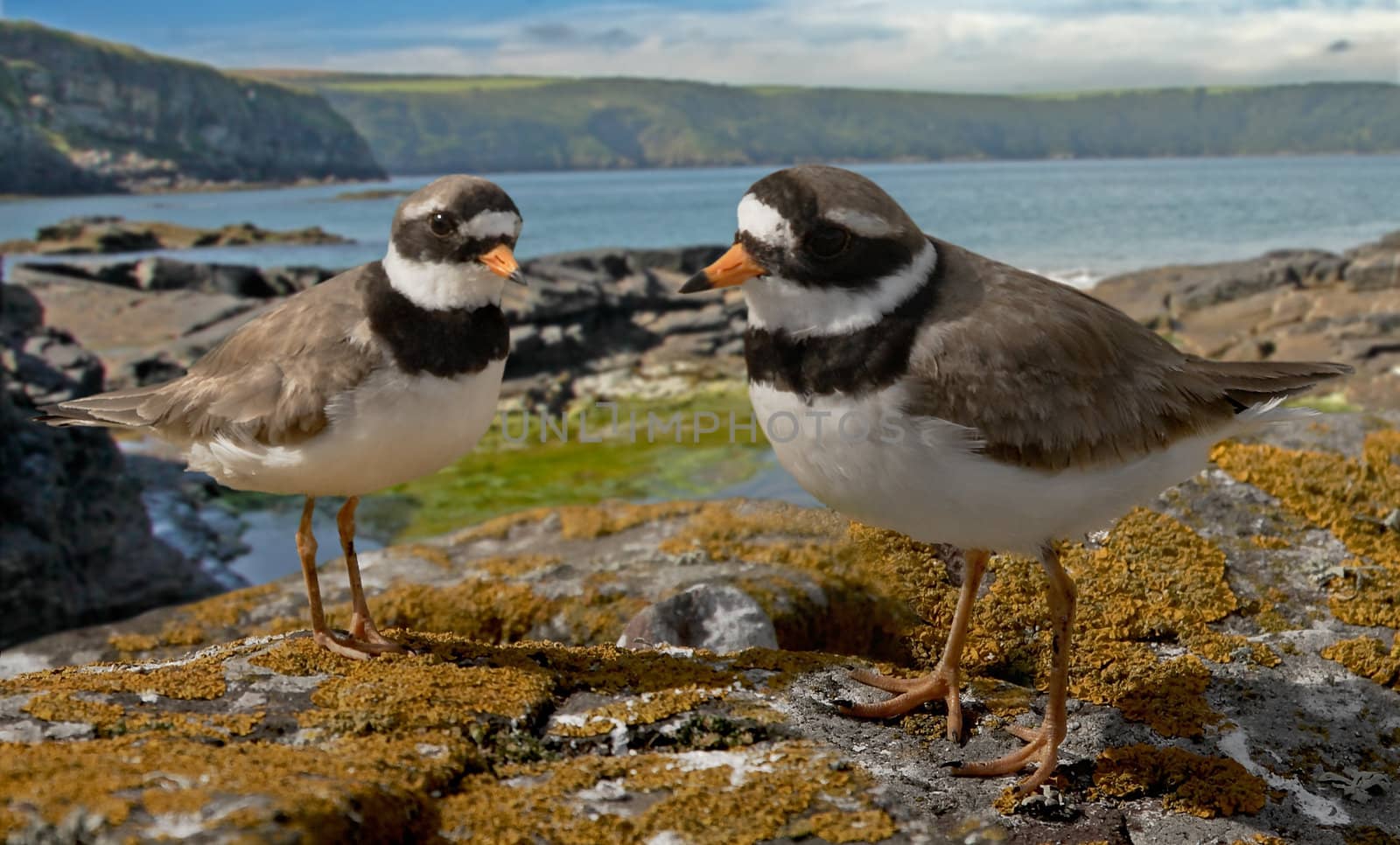 A pair of Ringed Plovers by the coast in Pembrokshire, Wales.