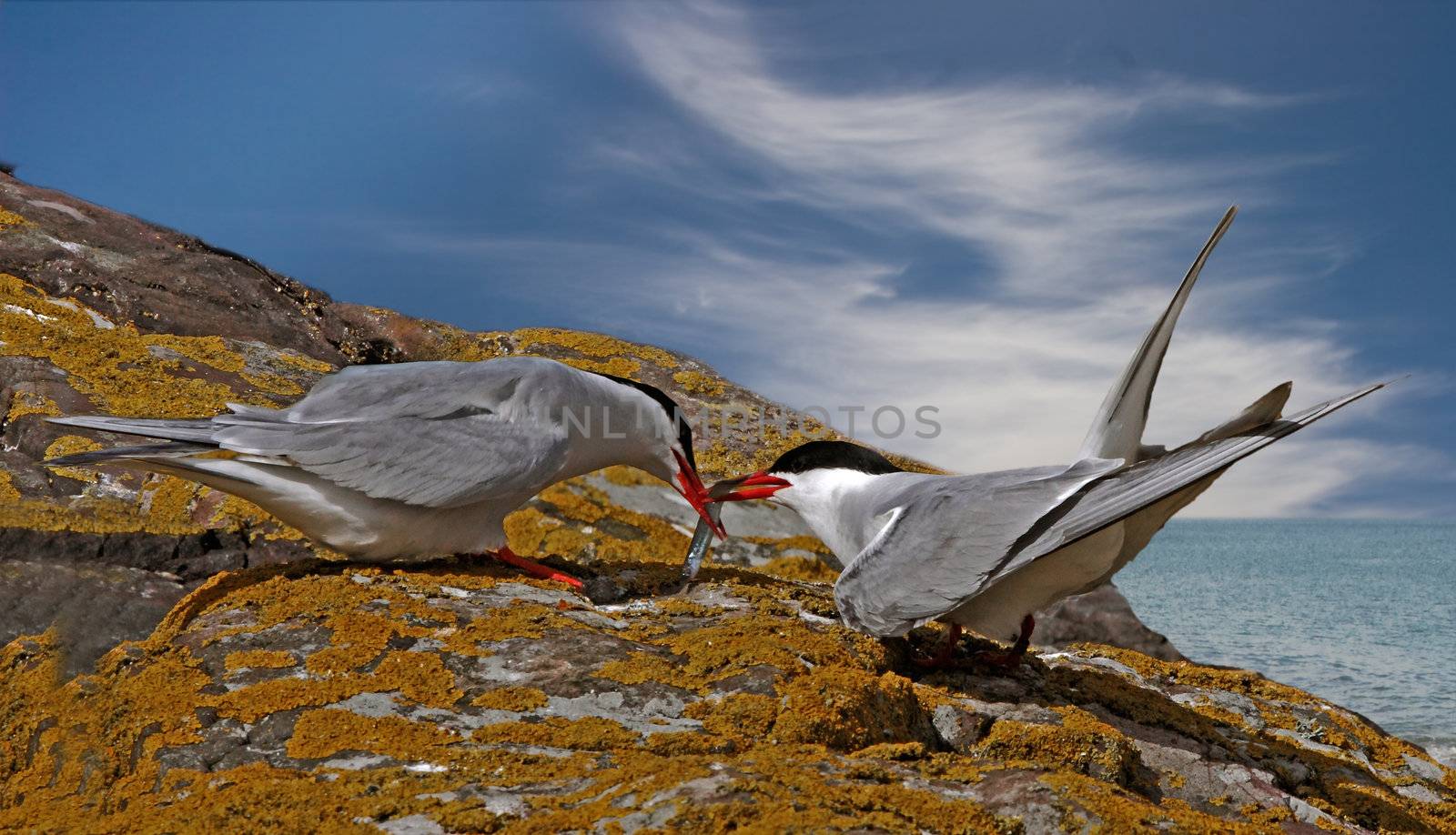 A male Arctic Tern gives his catch to the female on the Farne Islands near the coast of Northumberland, England.