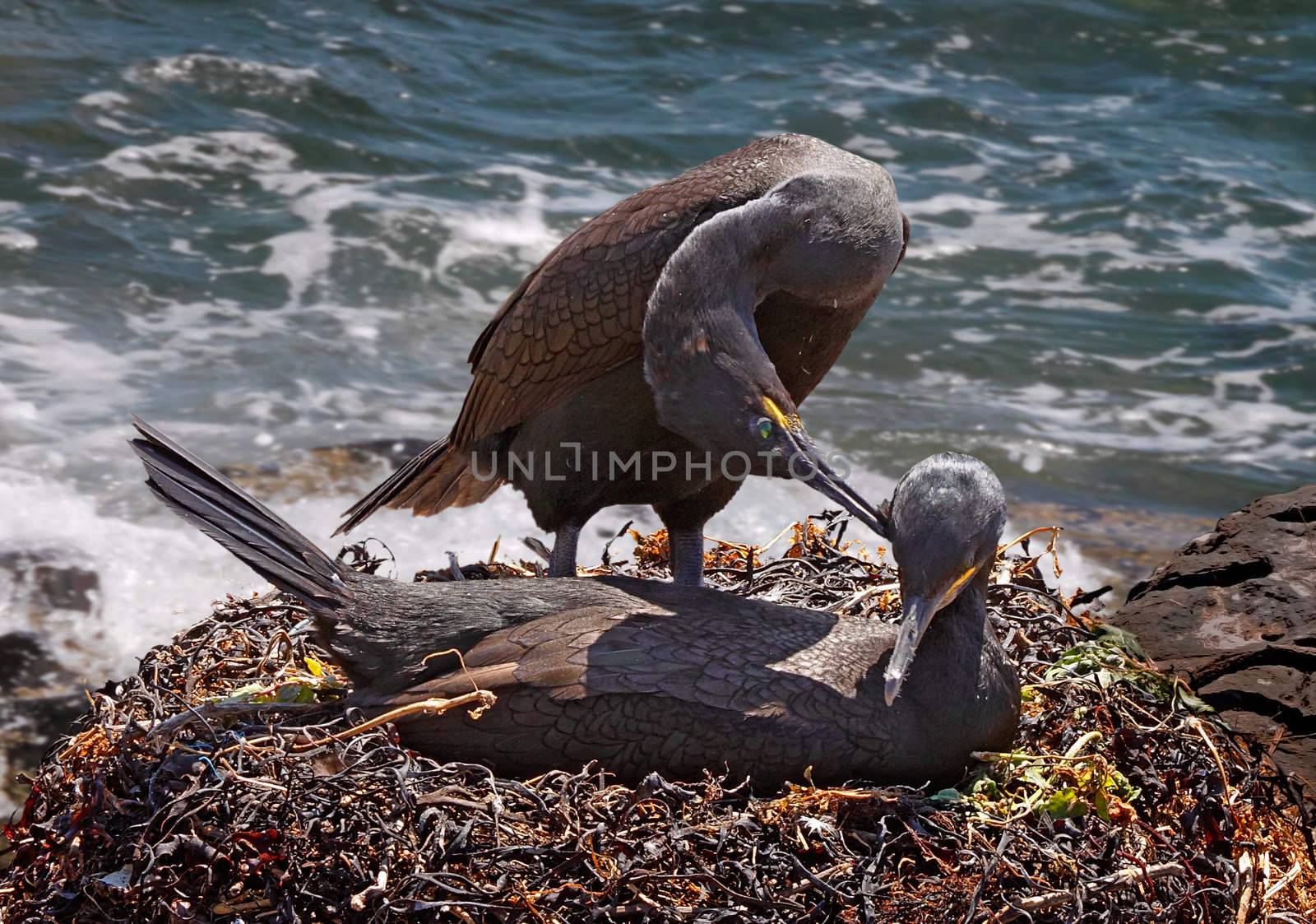 A male and a female Shag get together at mating time on the Farne Islands near the Northumberland coast in England.
