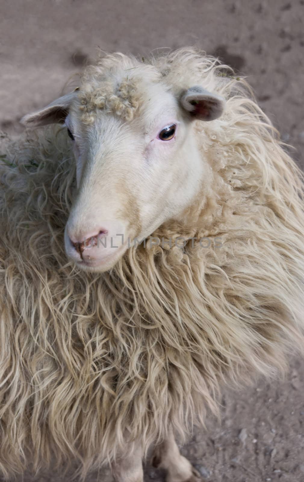 Close up of a sheep looking into the camera