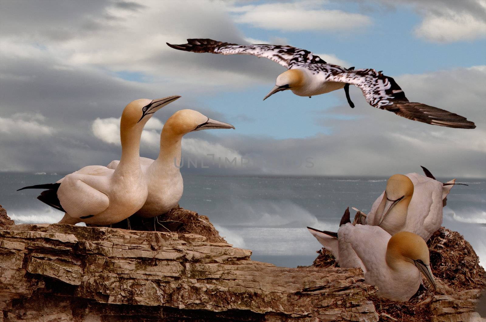 Northern Gannets spend the summer together at various sites around the British and Irish coasts.