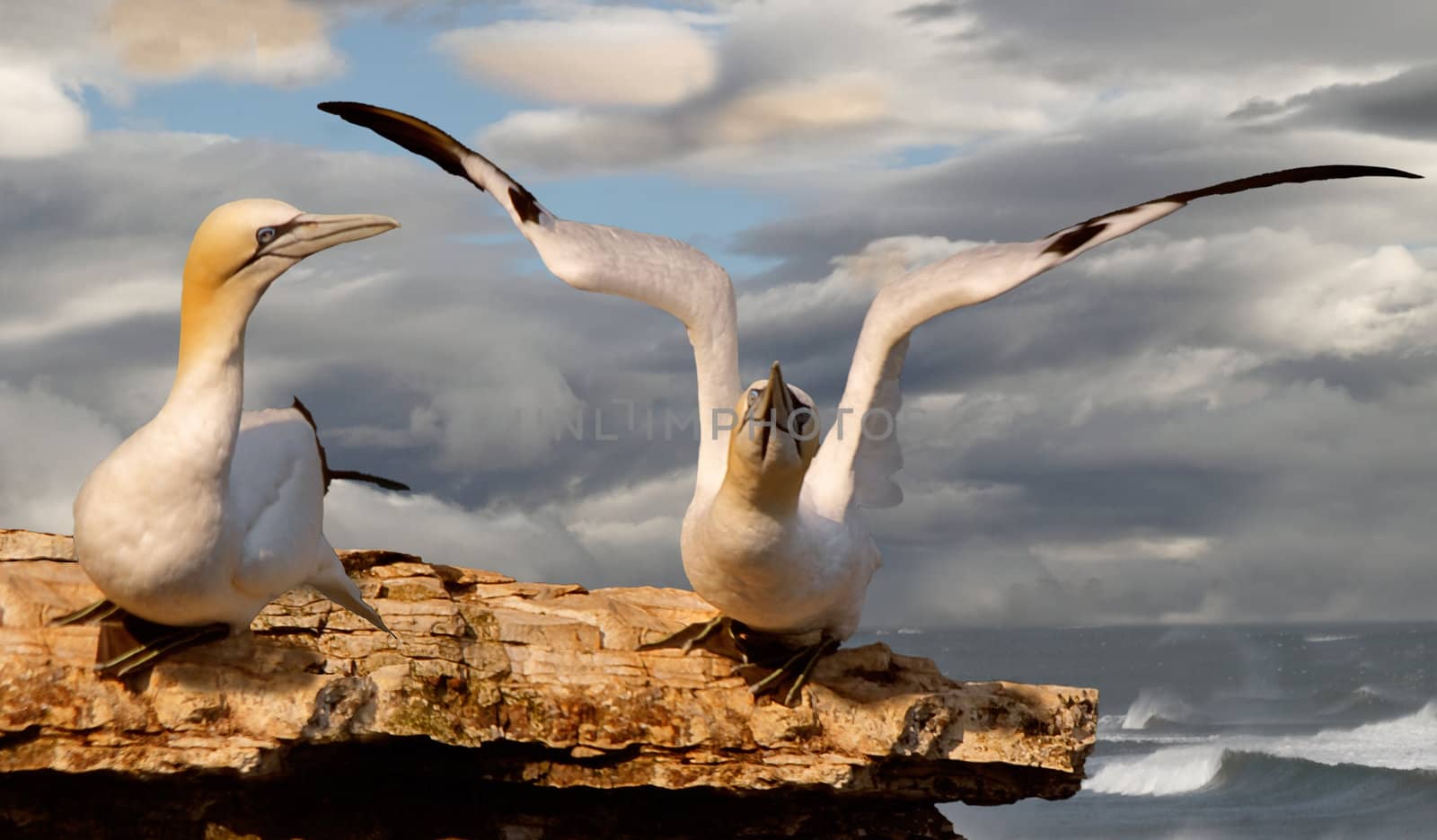 A pair of Northern Gannets on Bempton Cliffs in Yorkshire, England. 