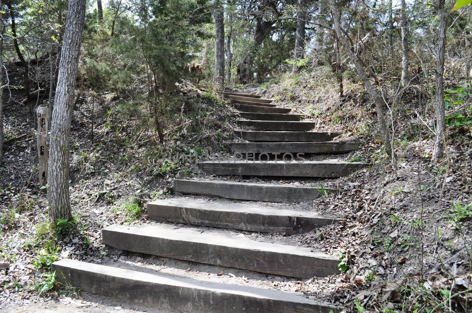Steps into the woods