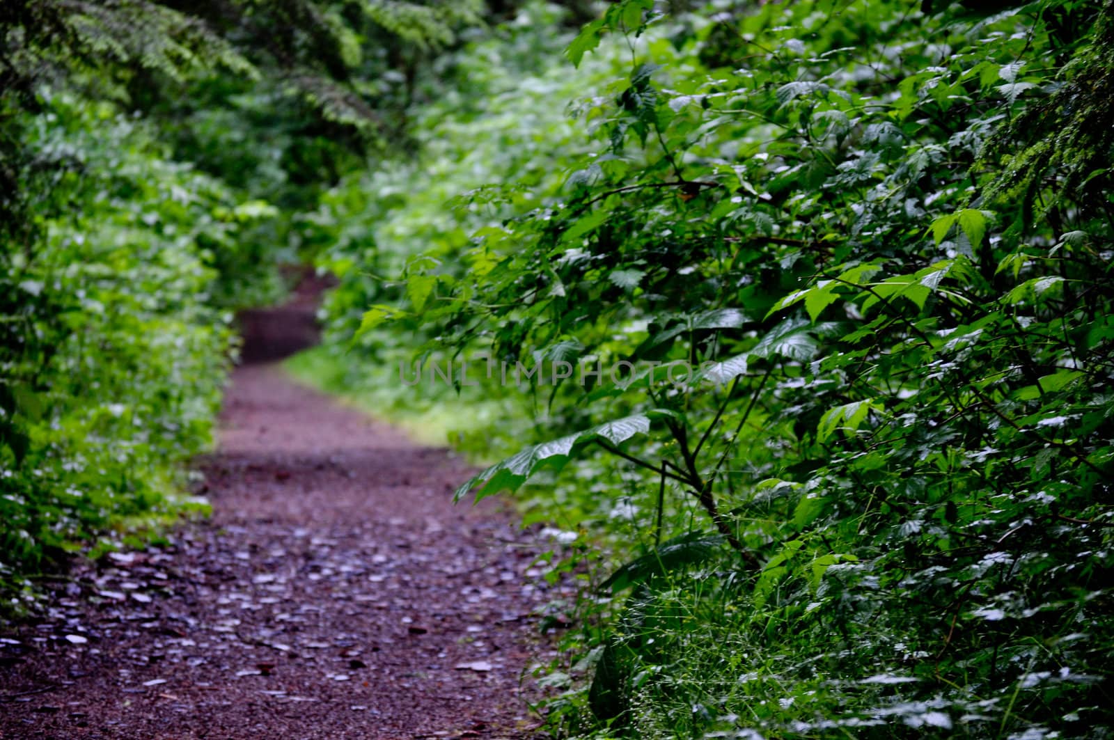 Trail in the distance