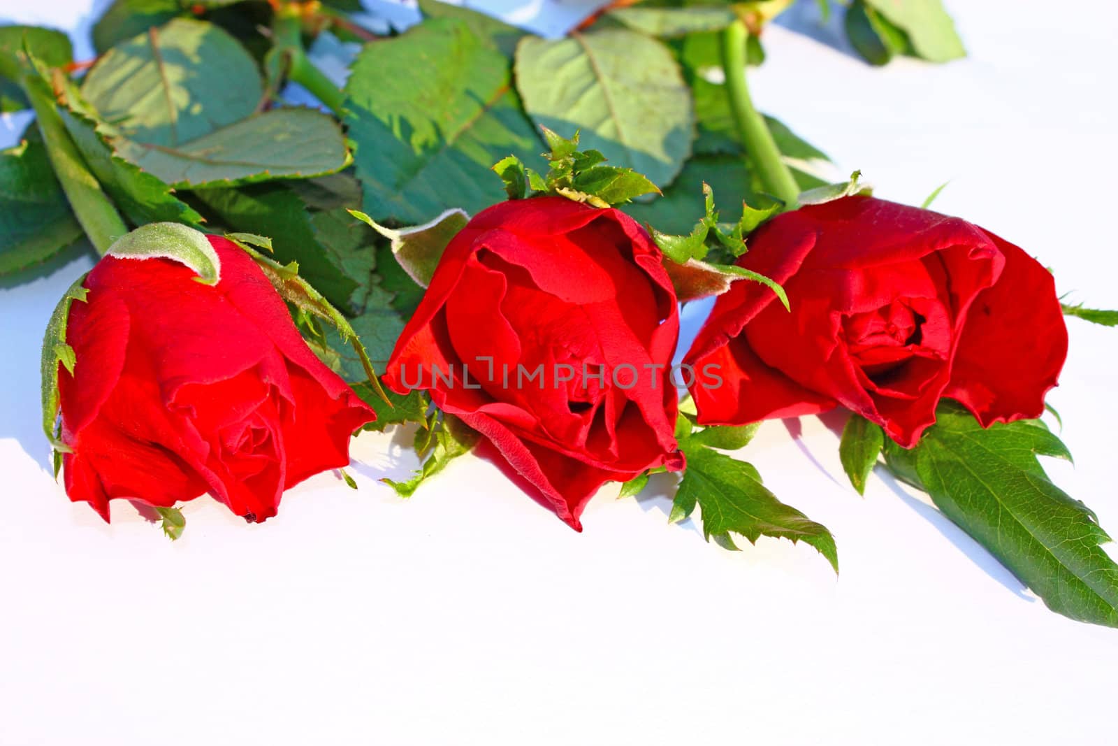 Flowers of red roses on white background