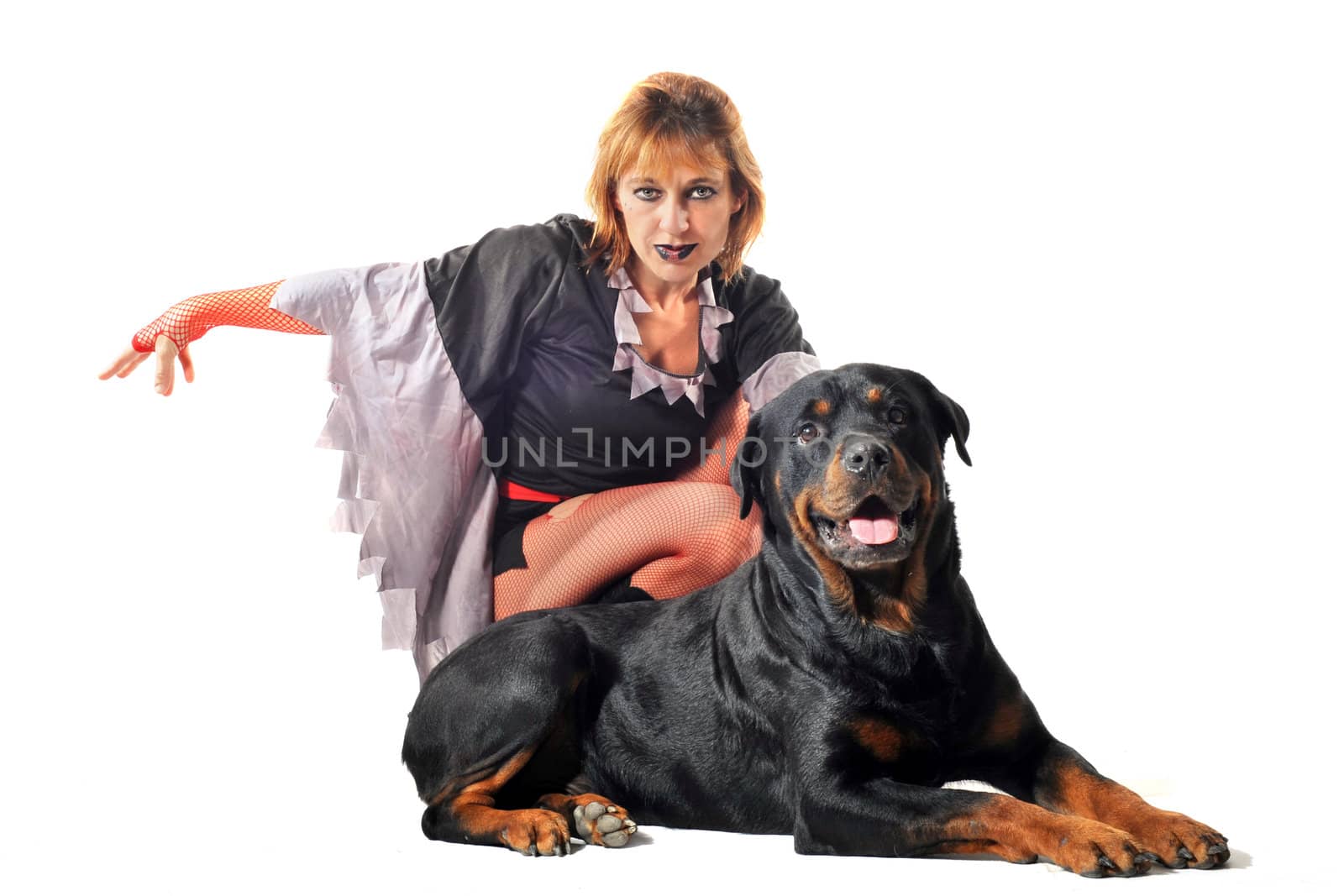 portrait of a witch a purebred rottweiler in front of white background