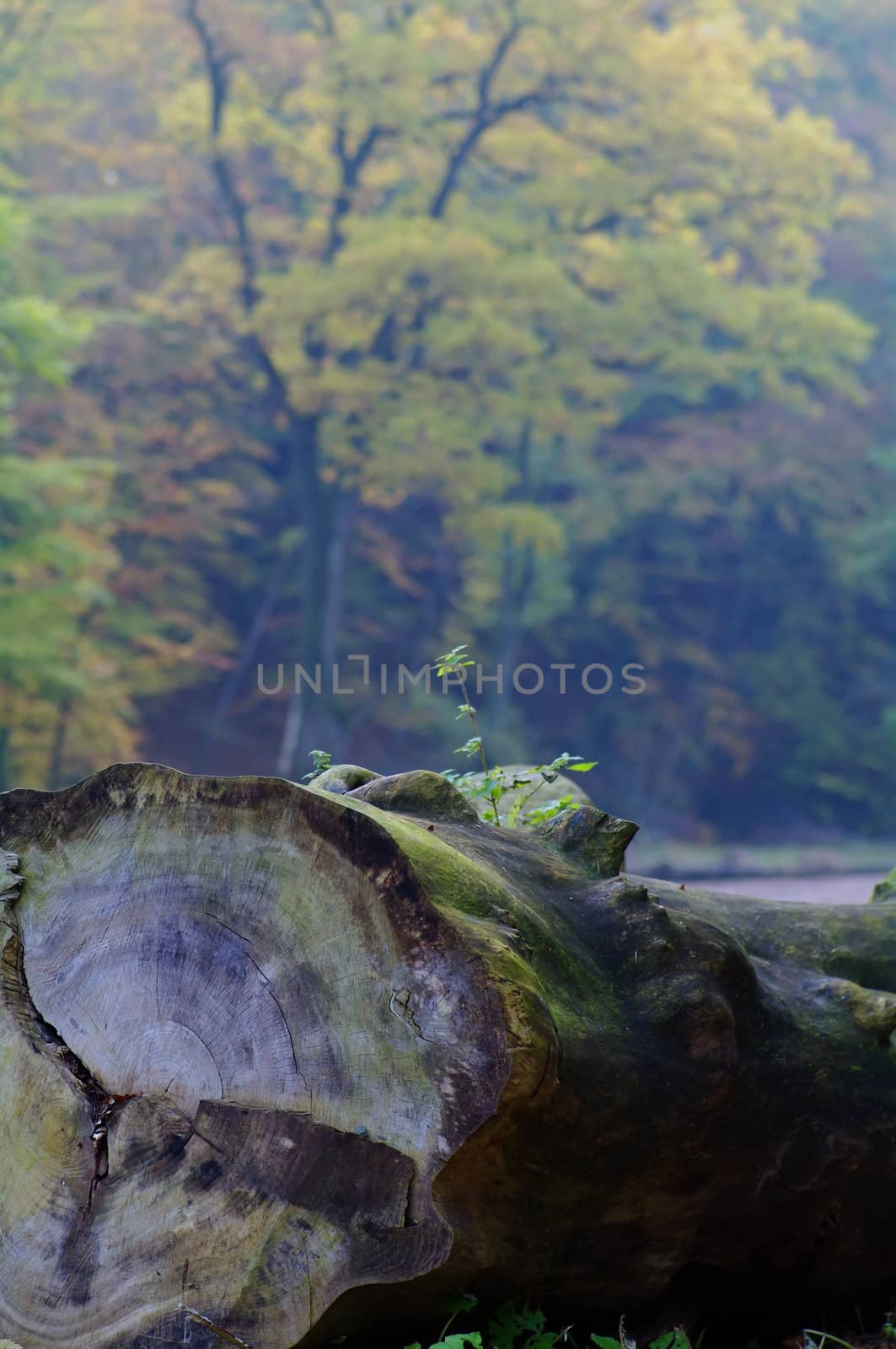 Trunk surrounded with trees in autumn colors