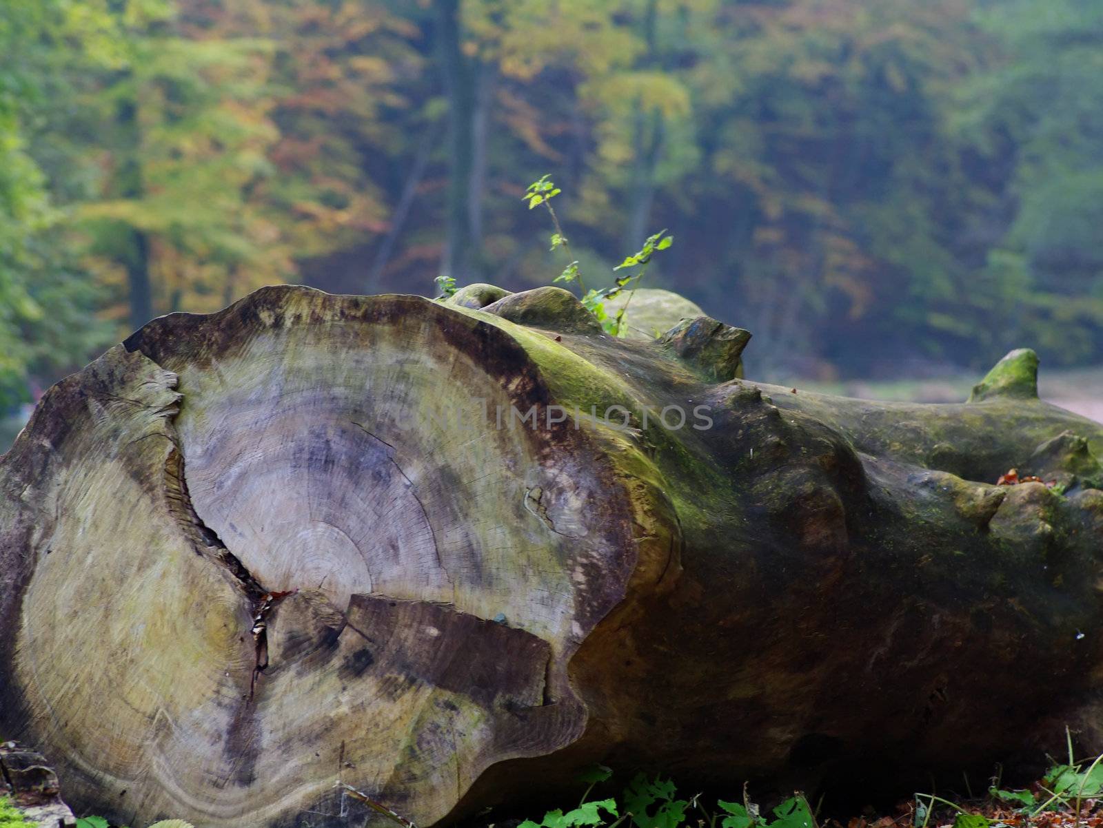 Trunk surrounded with trees in autumn colors