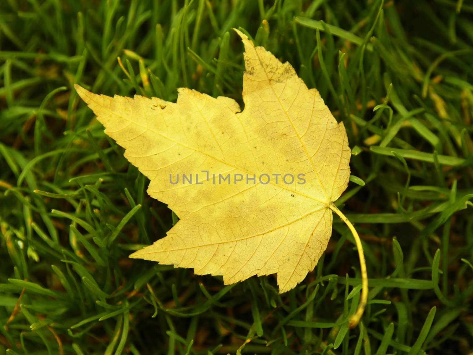 Leaf on grass by pulen