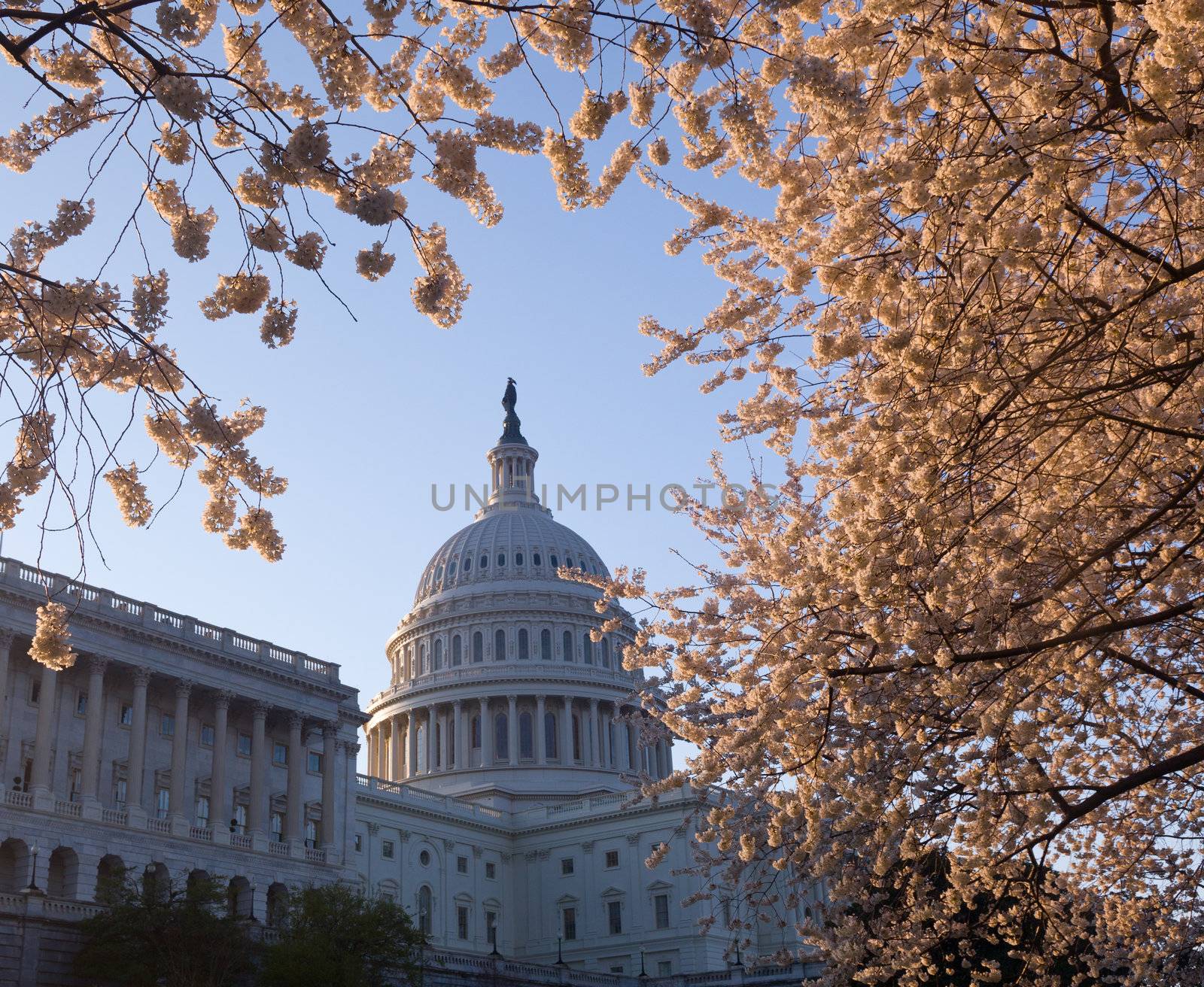 Capitol building in Washington DC illuminated early in the morning with cherry blossoms framing the dome of the building