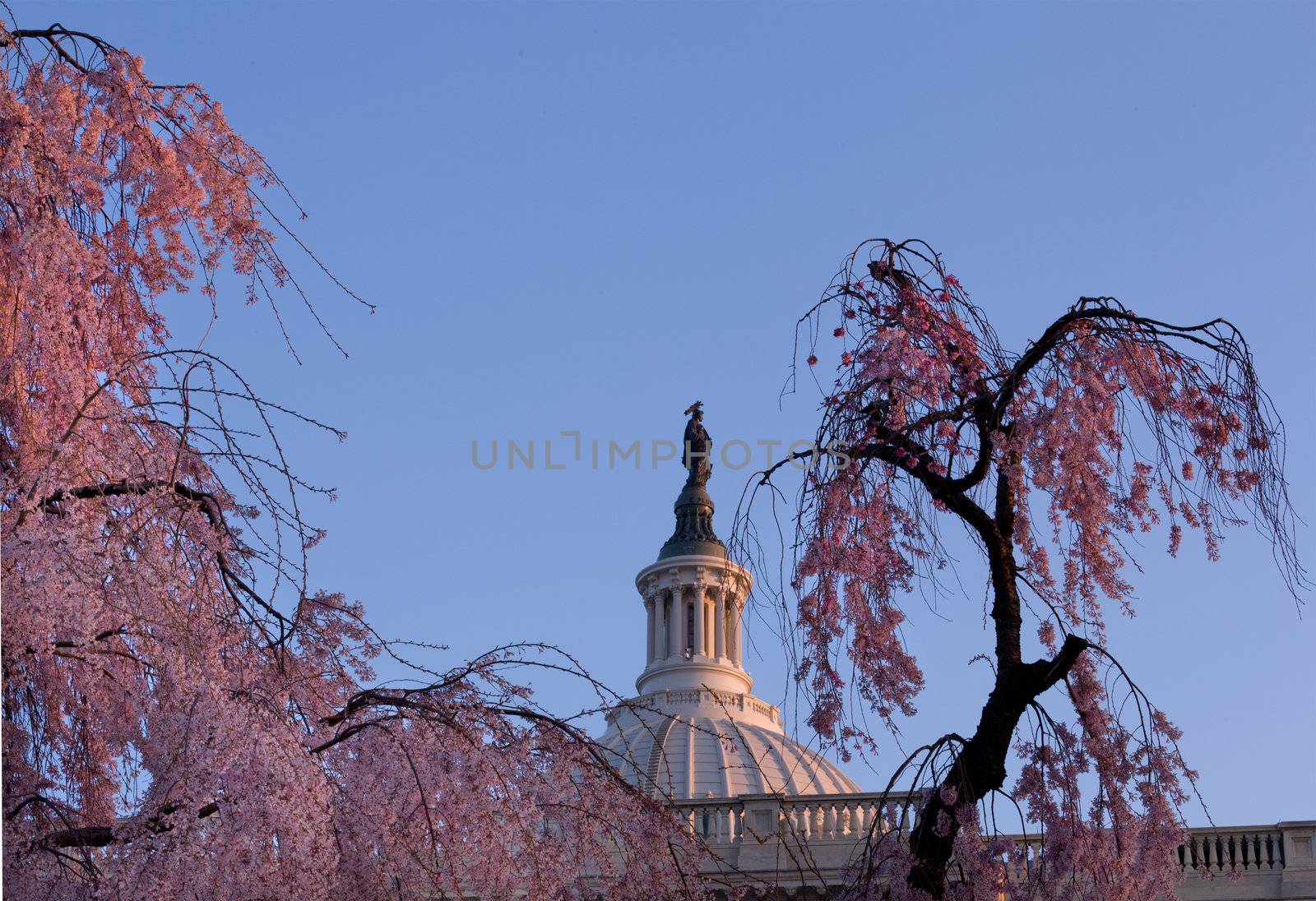 Brightly lit dawn sky behind the Statue of Freedom on the dome of the Capitol in Washington DC with Cherry Blossoms in the foreground