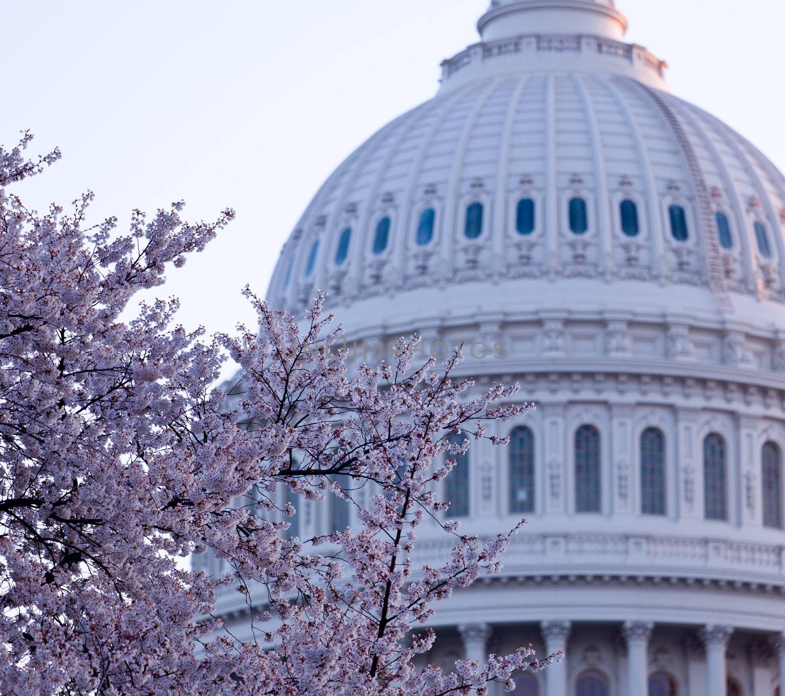 Brightly lit dawn sky behind the illuminated dome of the Capitol in Washington DC with Cherry Blossoms in the foreground