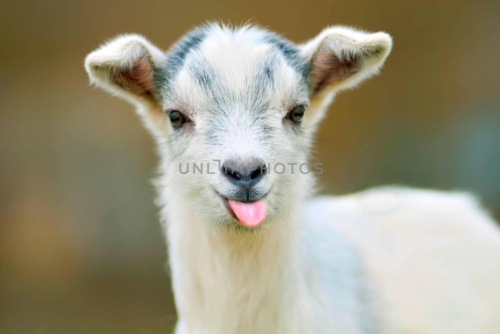 funny goat puts out its tongue by makspogonii