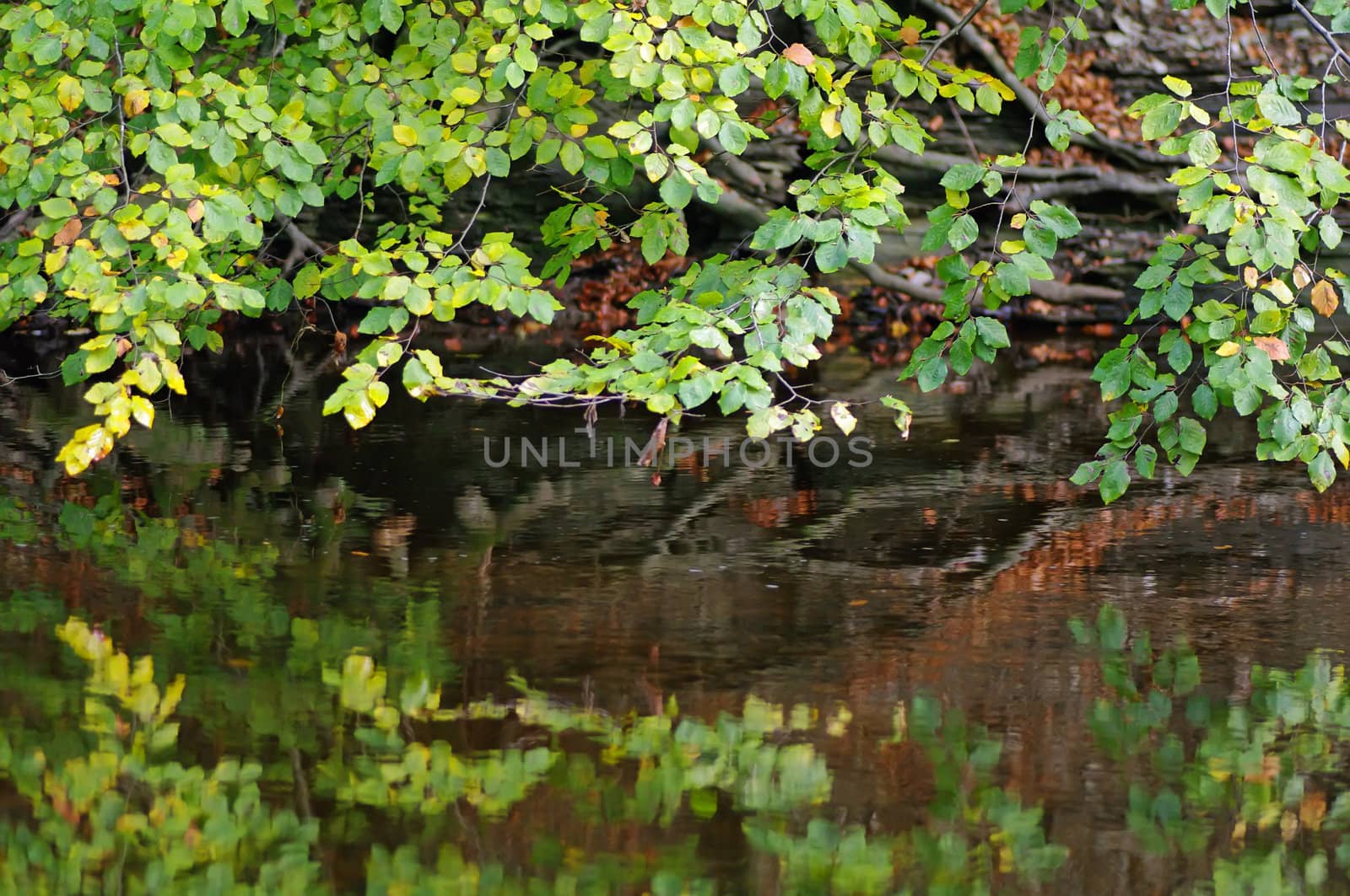 A tree with leaves mirrored on the surface of a stream