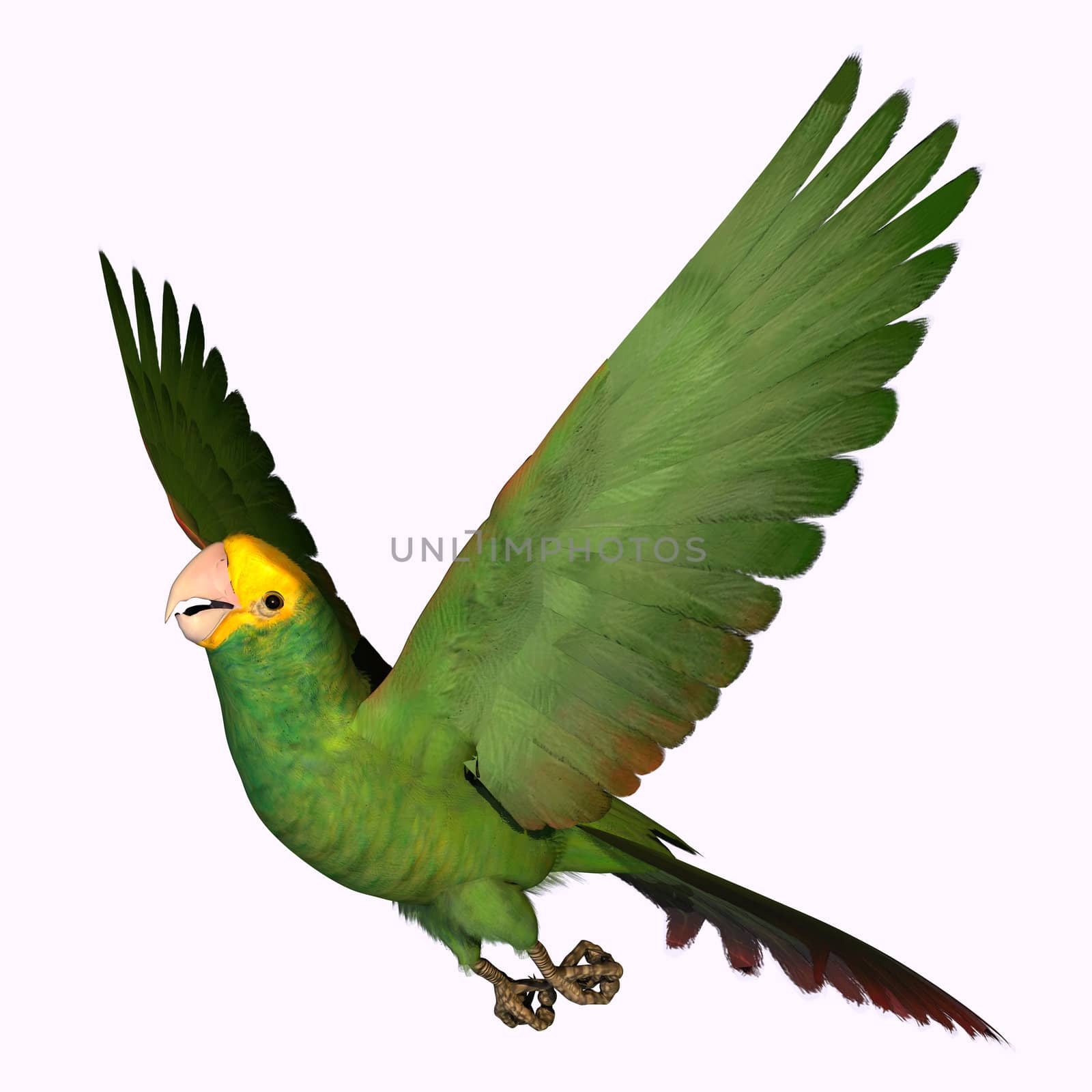 This beautiful green and yellow parrot is an endangered species of Mexico and Northern Central America. 