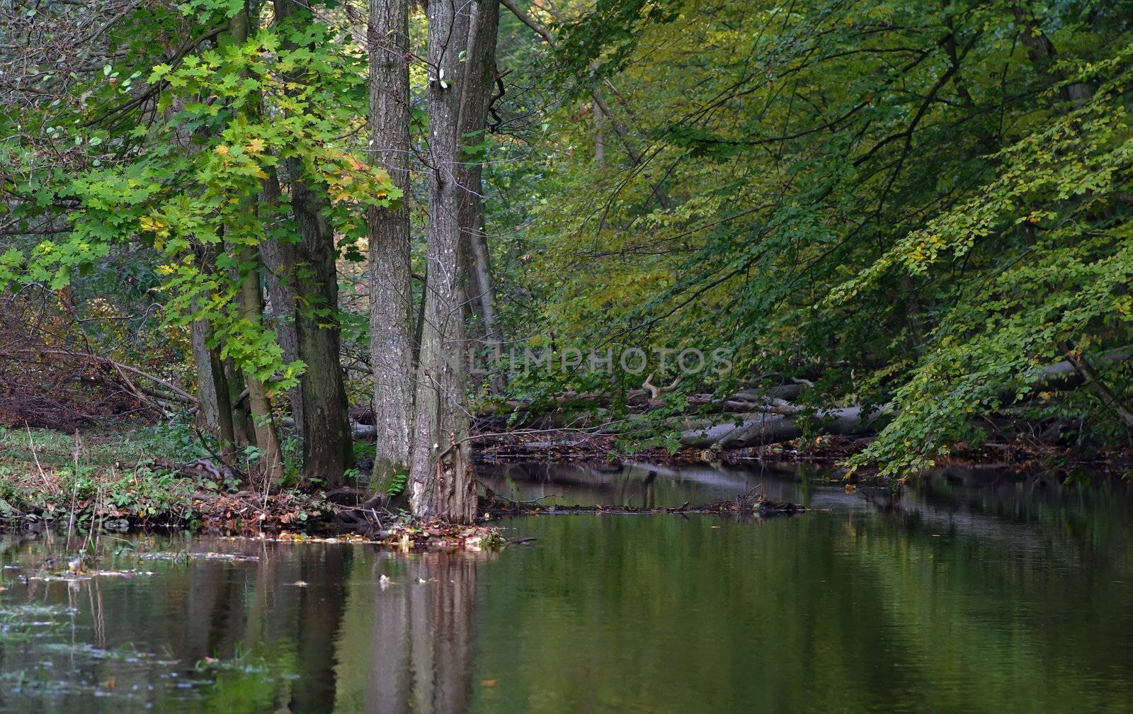 Steam in the forest with a reflection.