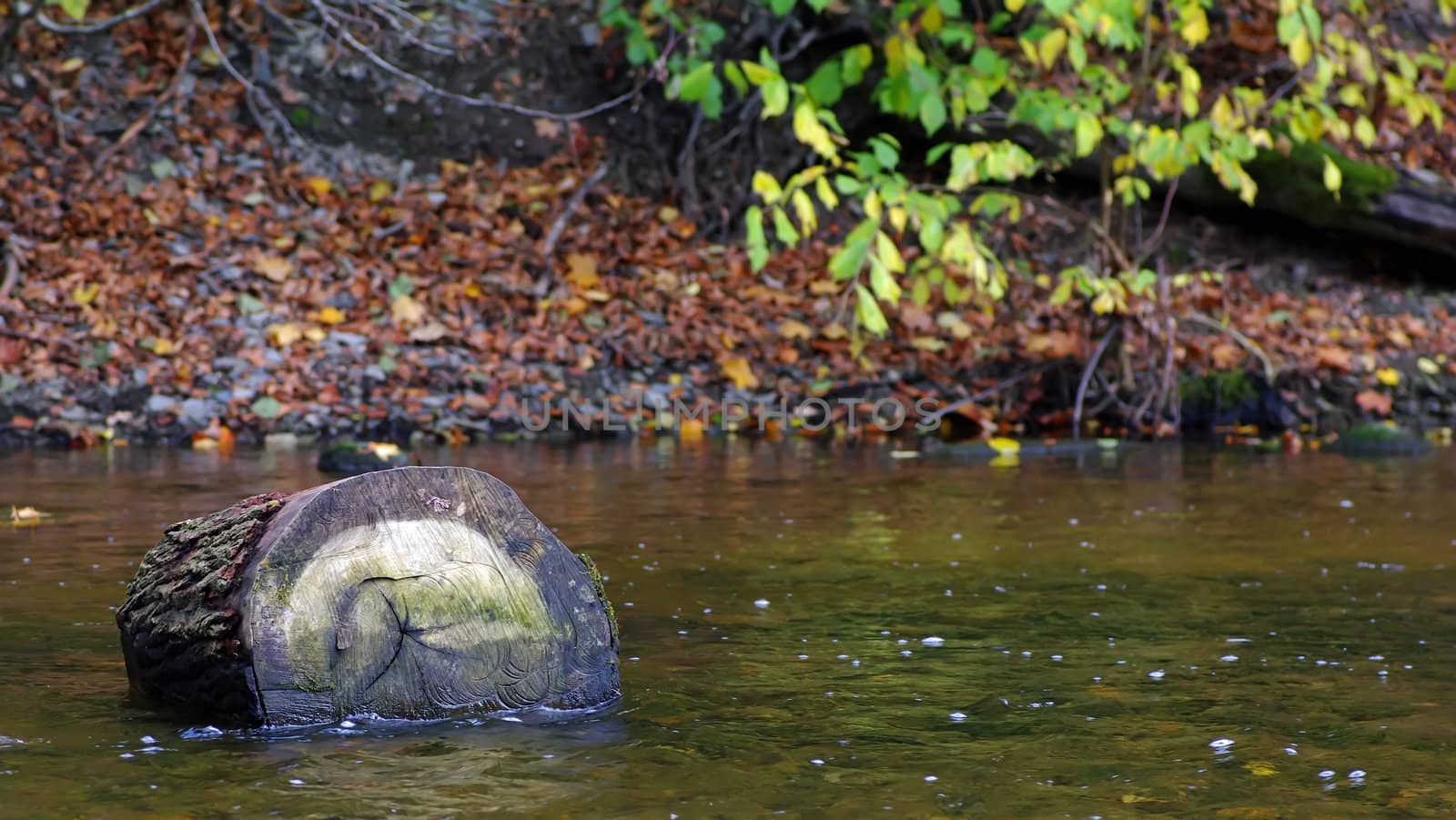 A trunk in a stream surrounded autumn colors