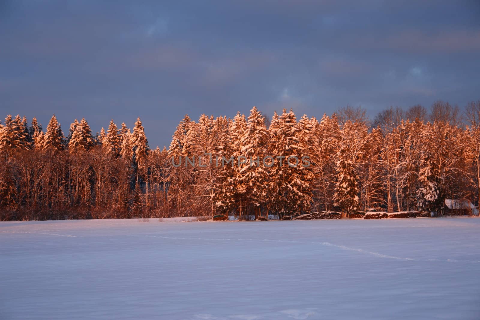 beautiful winter landscape at sunrise in wintertime