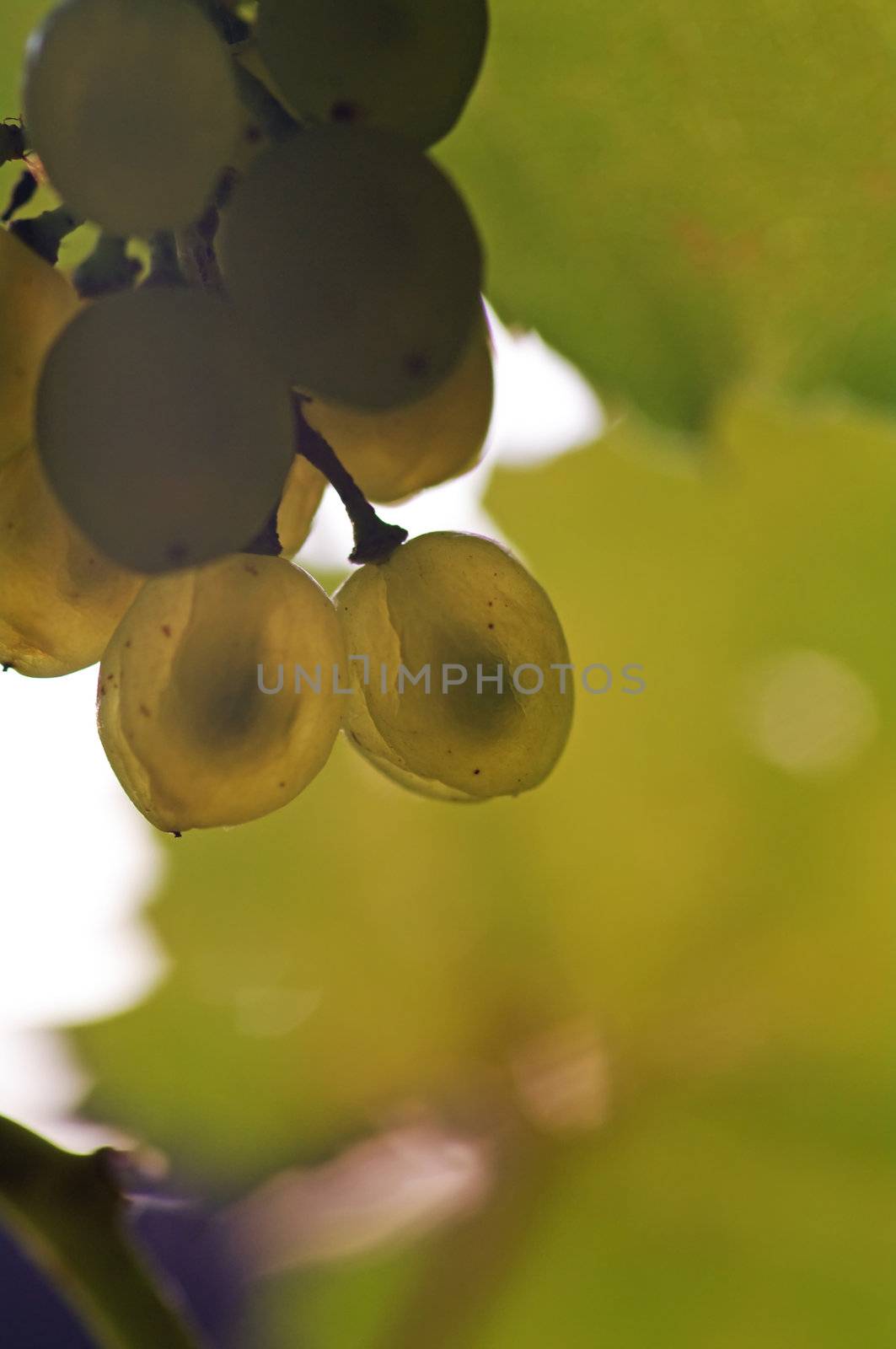 A number of grapes an autumn day