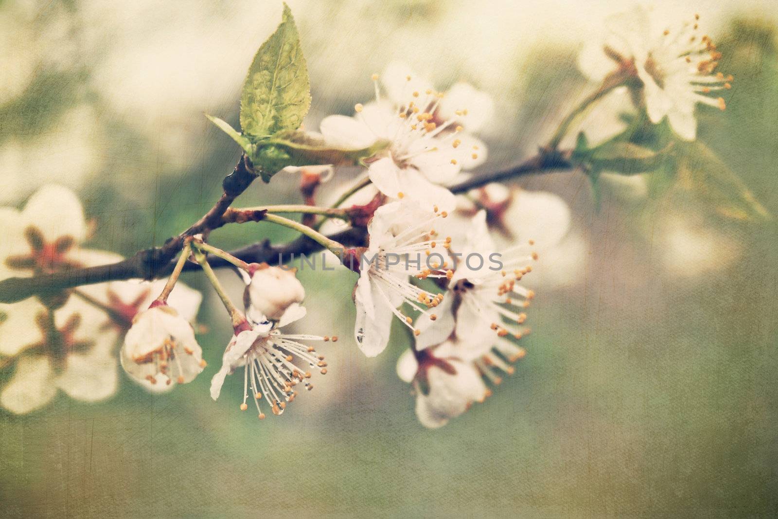 Apple blossom branch in early spring by Sandralise