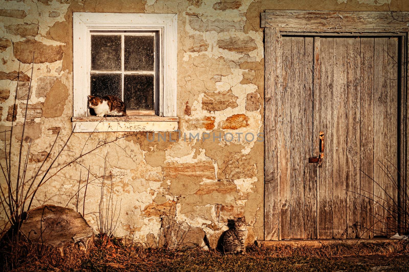 Rural barn wirh cats laying in the sun by Sandralise