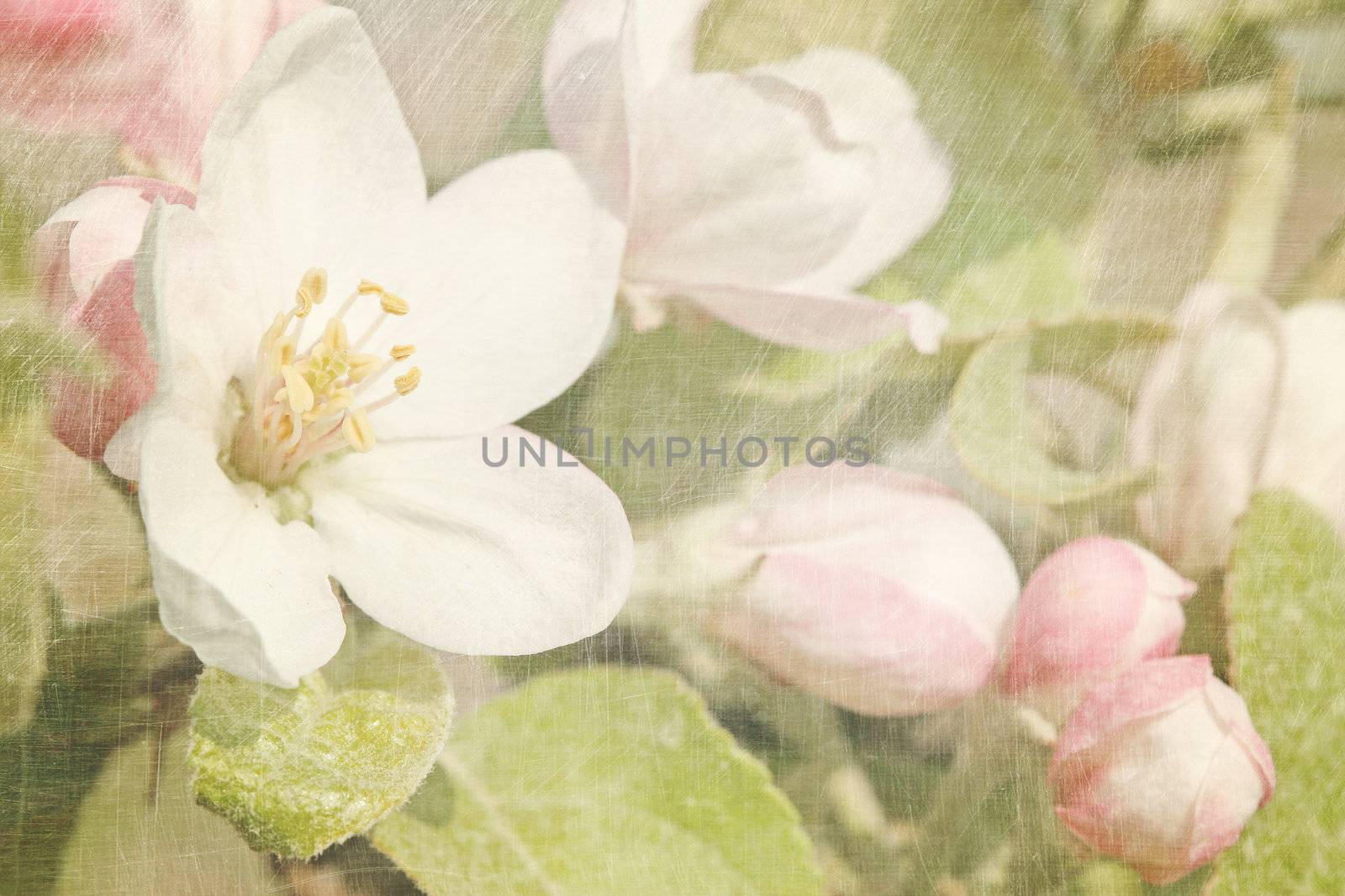 Closeup of apple blossoms in early by Sandralise