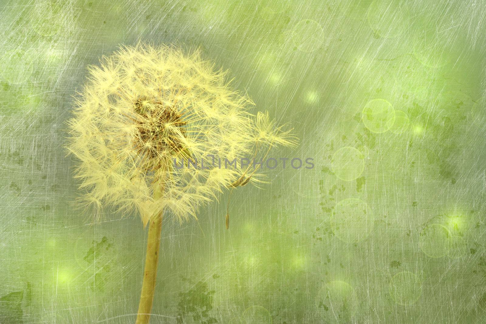 Closeup of dandelion against a green background 