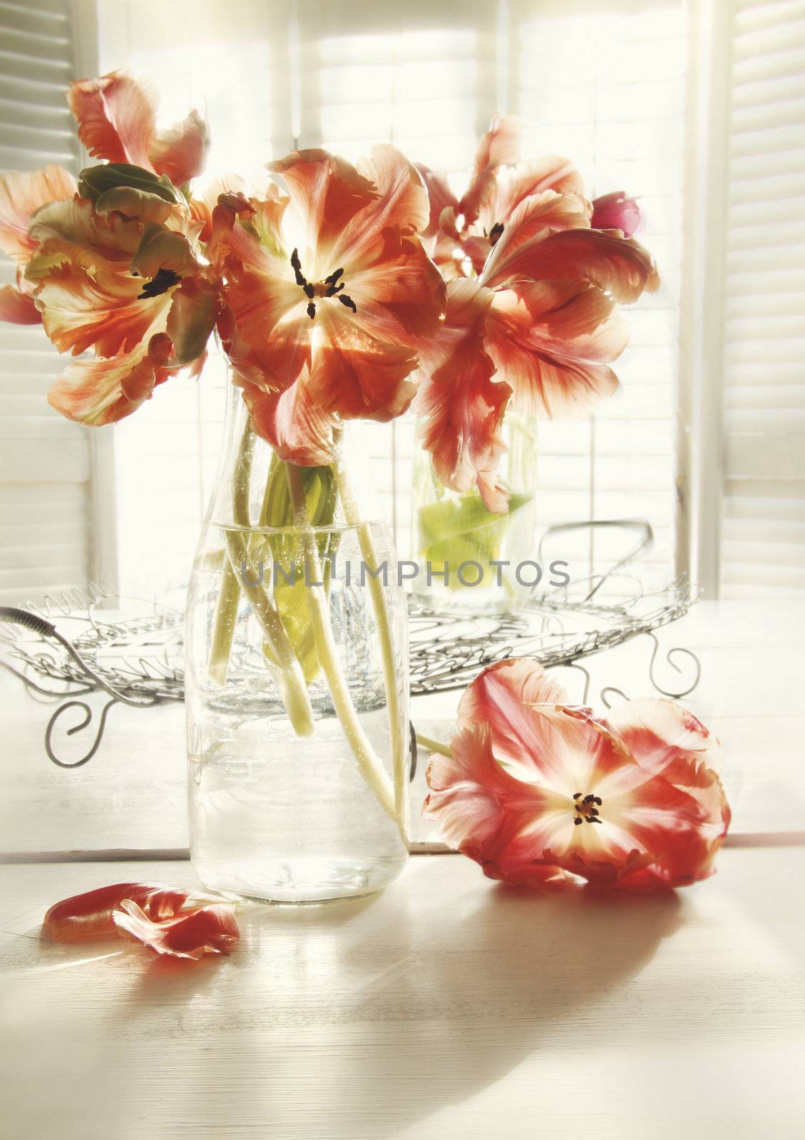 Fresh spring tulips in old milk bottle with blur baclground