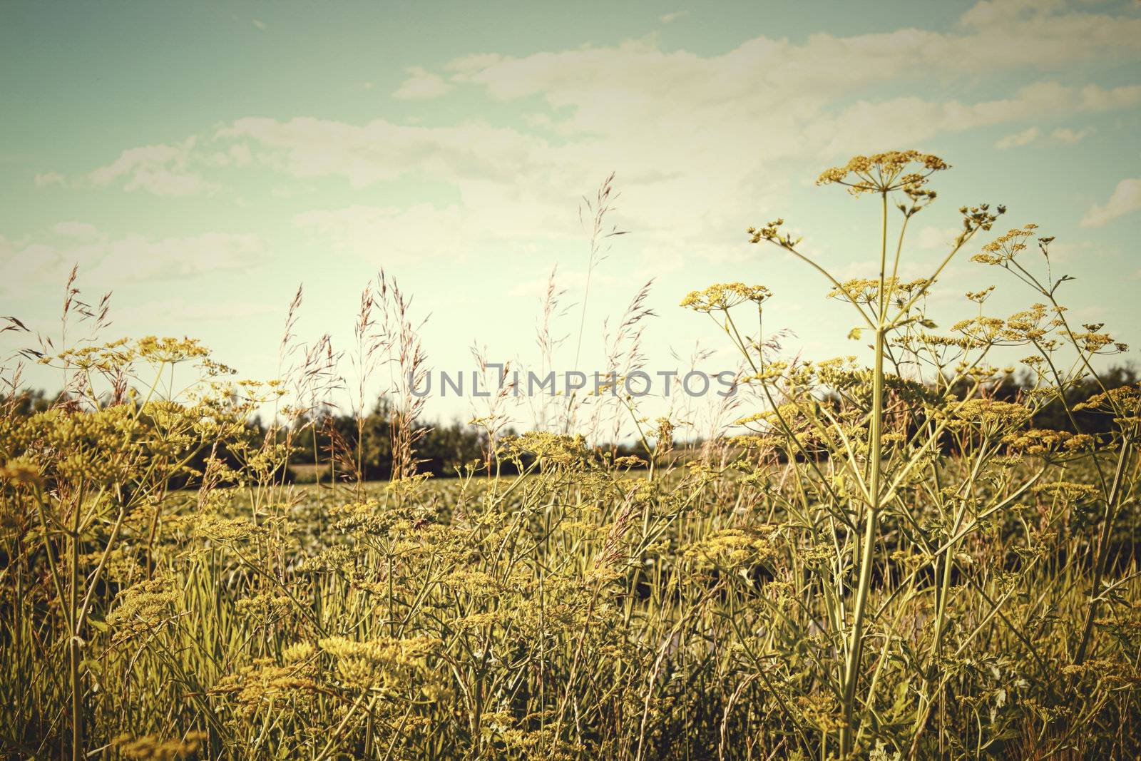 Field of wild dill in the afternoon sun with vintage look
