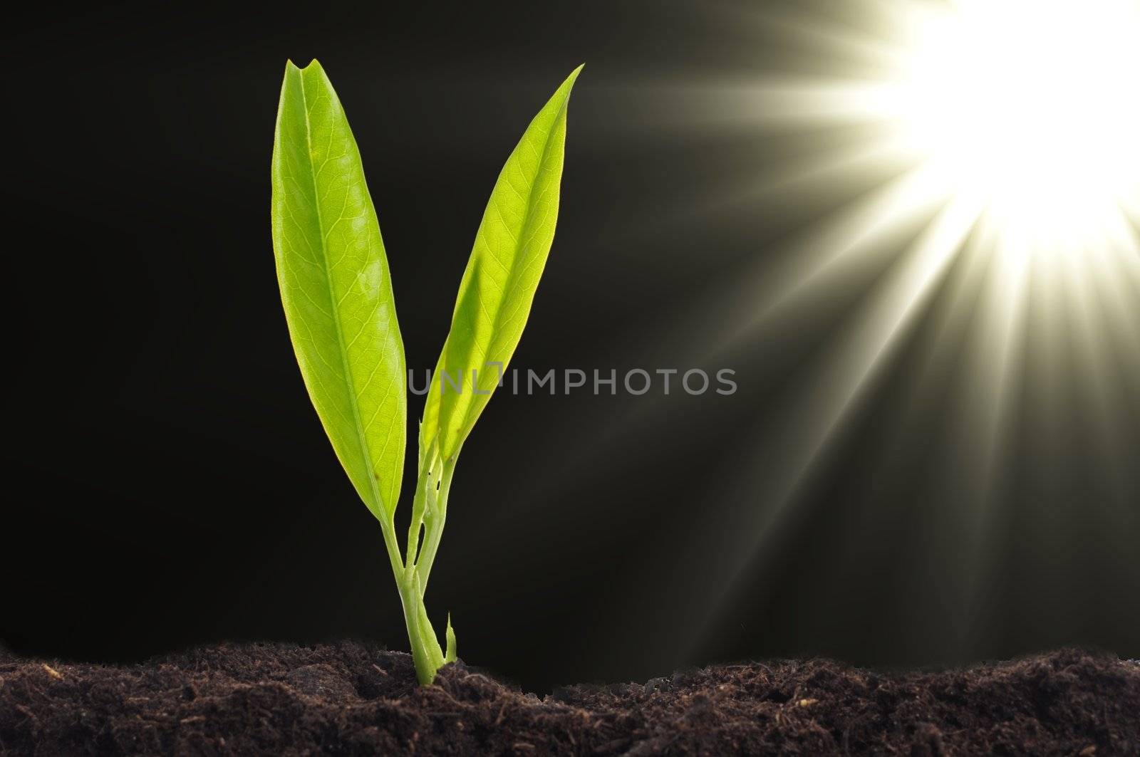 small plant and soil on blue background with sun and copyspace