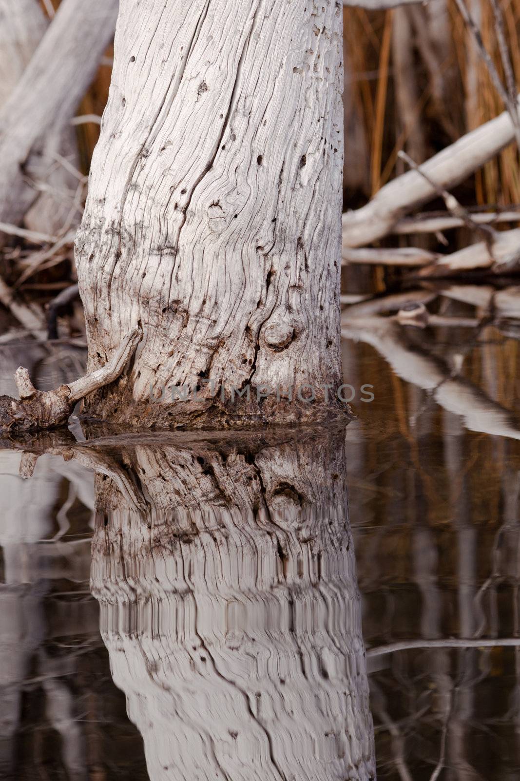 Abstract of weathered old trees in calm beaver pond reflected on surface.
