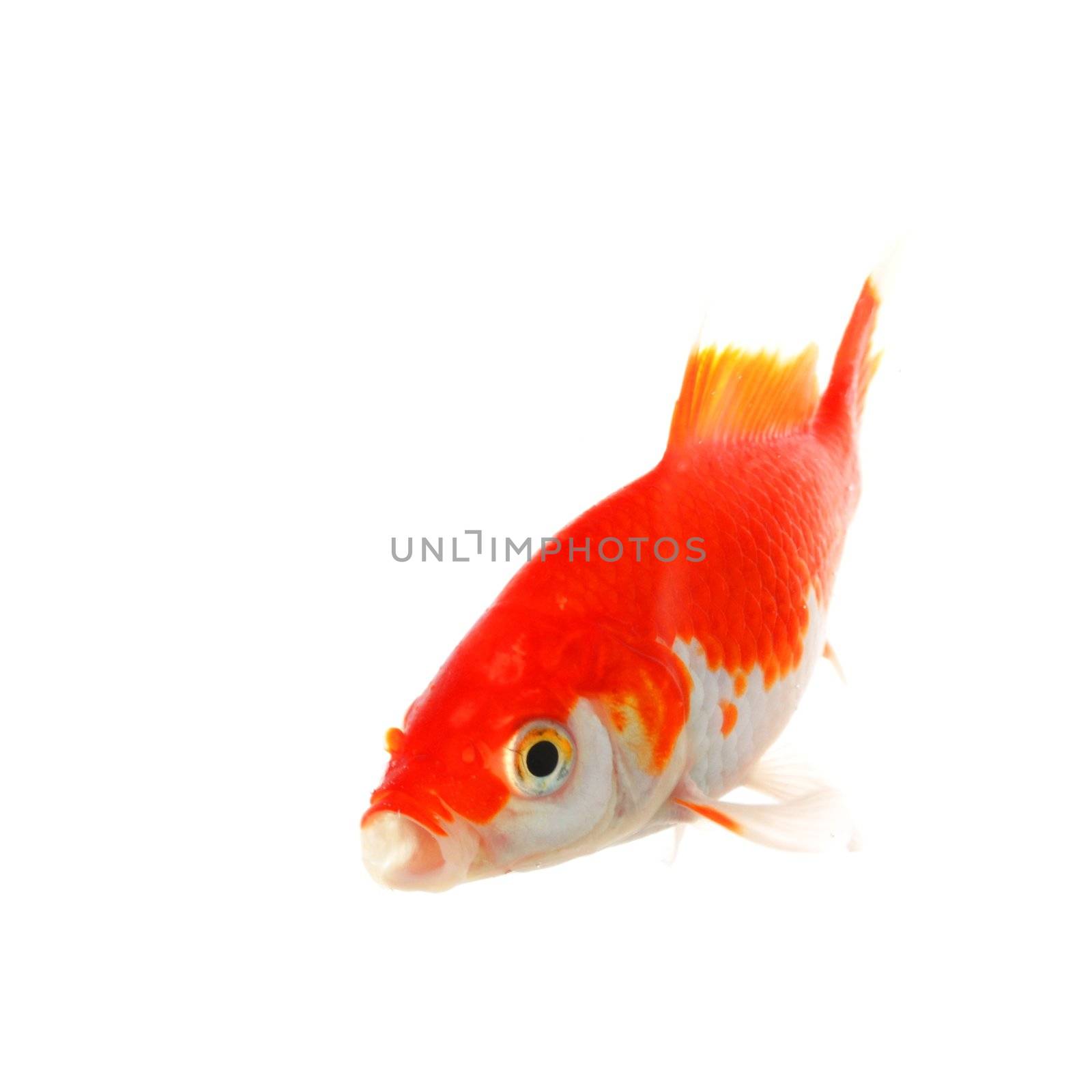goldfish macro isolated on white background showing pet or animal concept