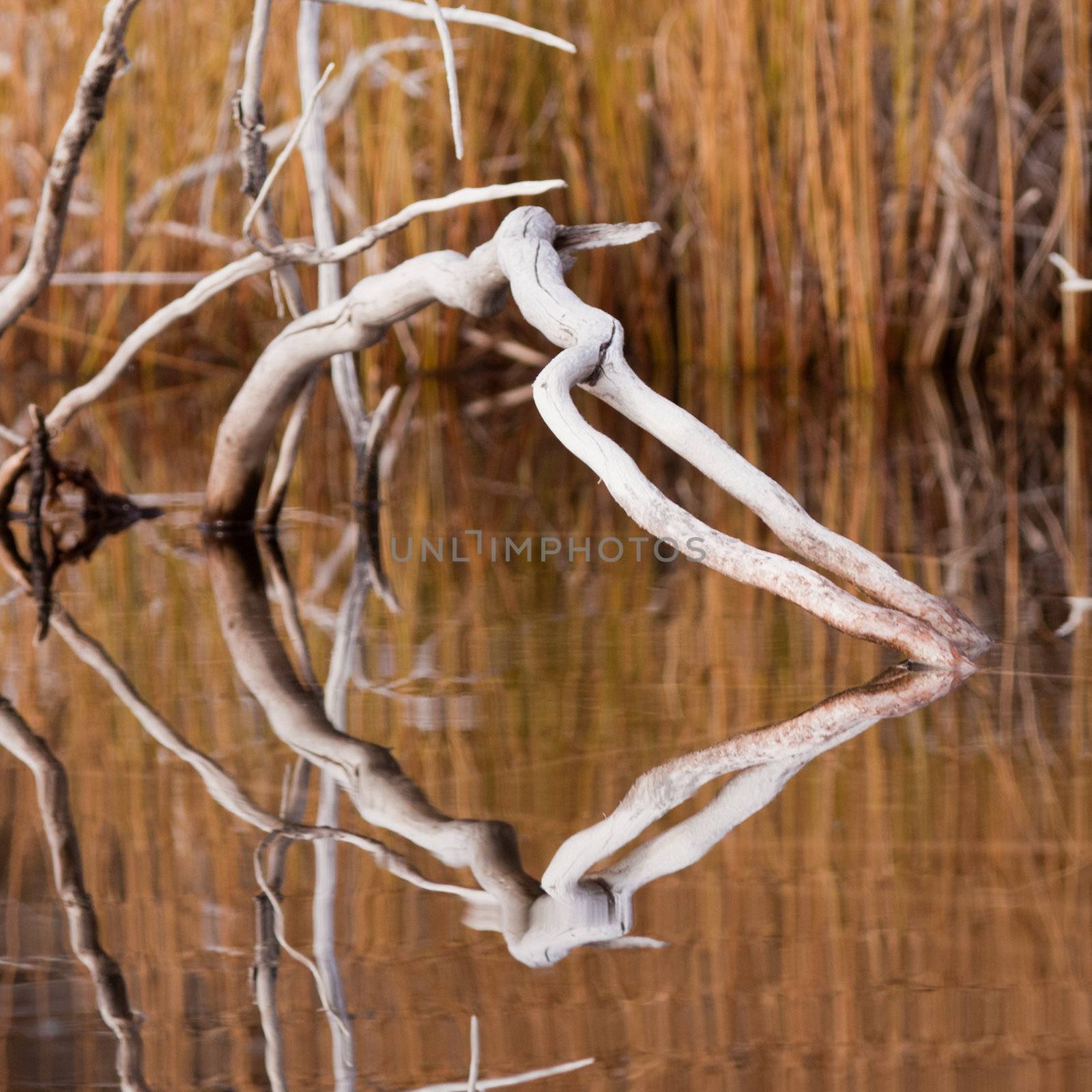 Abstract of weathered dead wood in calm beaver pond reflected on surface.