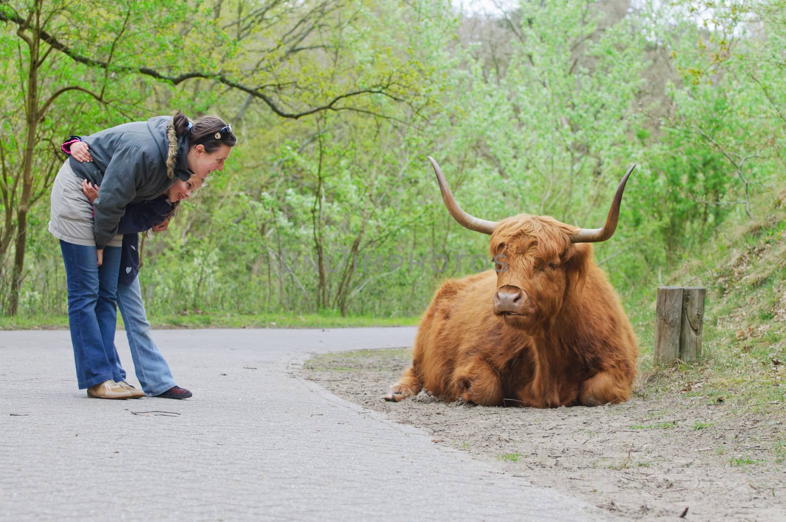 Mom and daughter for a walk in a national park in Holland watching Highland Bull
