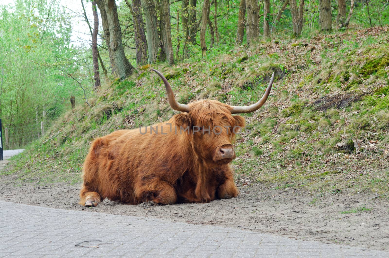 Kyloe Highland Bull Cow Cattle Scottish Breed