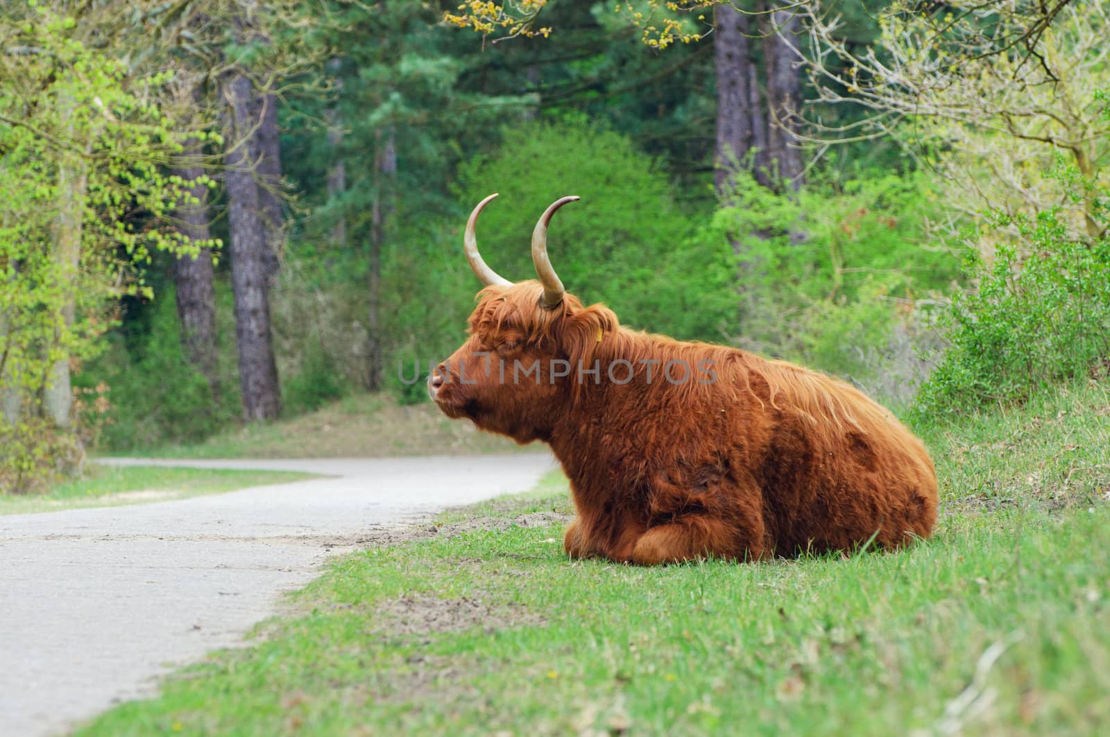 Highland Bull by maxoliki