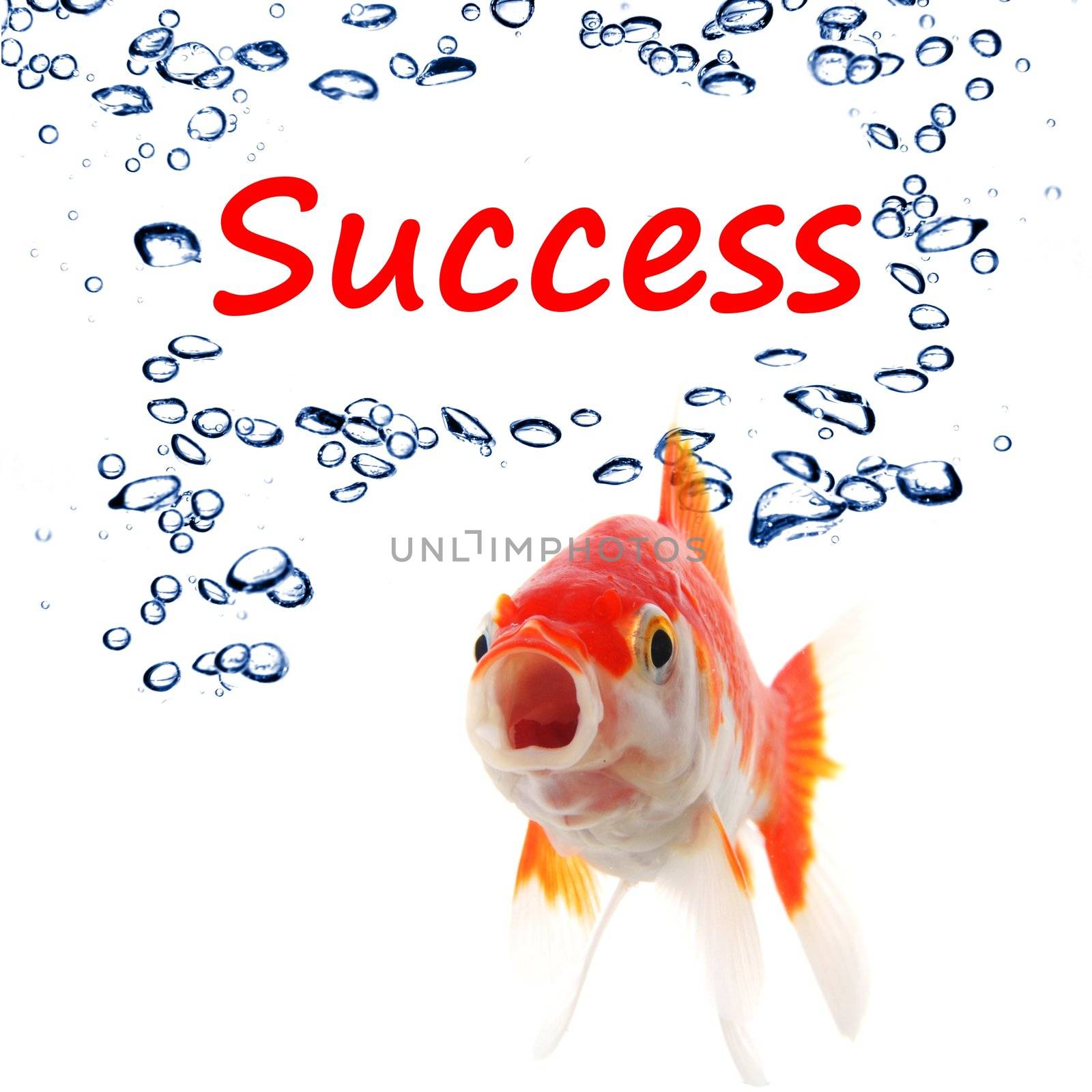 goldfish and word success showing business finance or growth concept