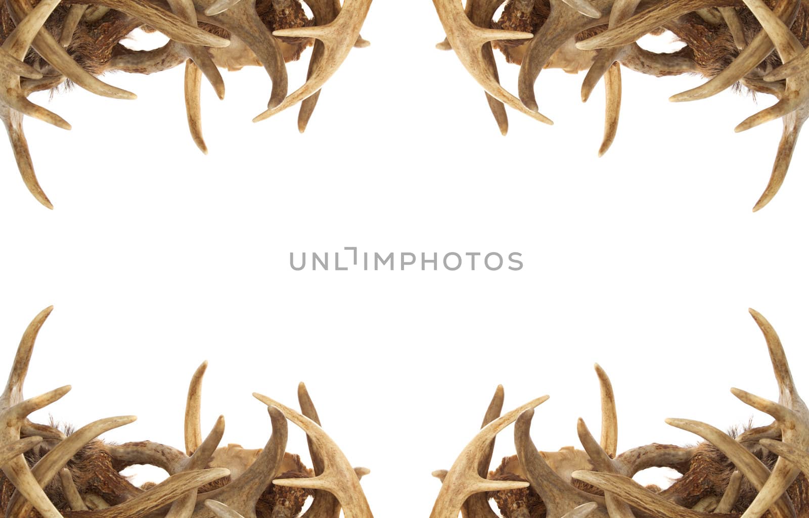 A background / border with whitetail deer antlers dressing the corners