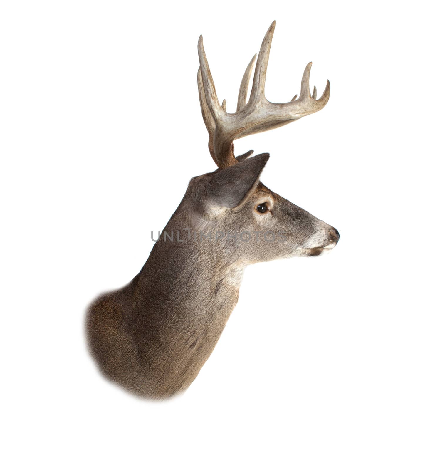A profile of a whitetail deer buck isolated on white.