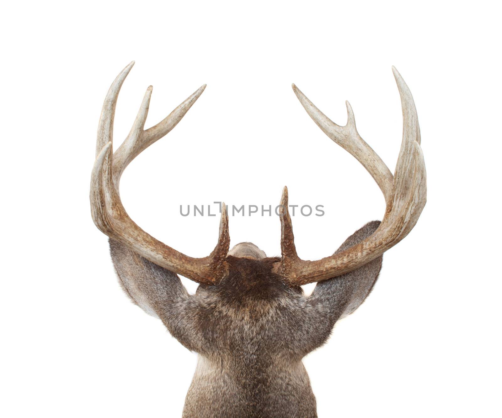 Looing at a Whitetail buck from above and behind