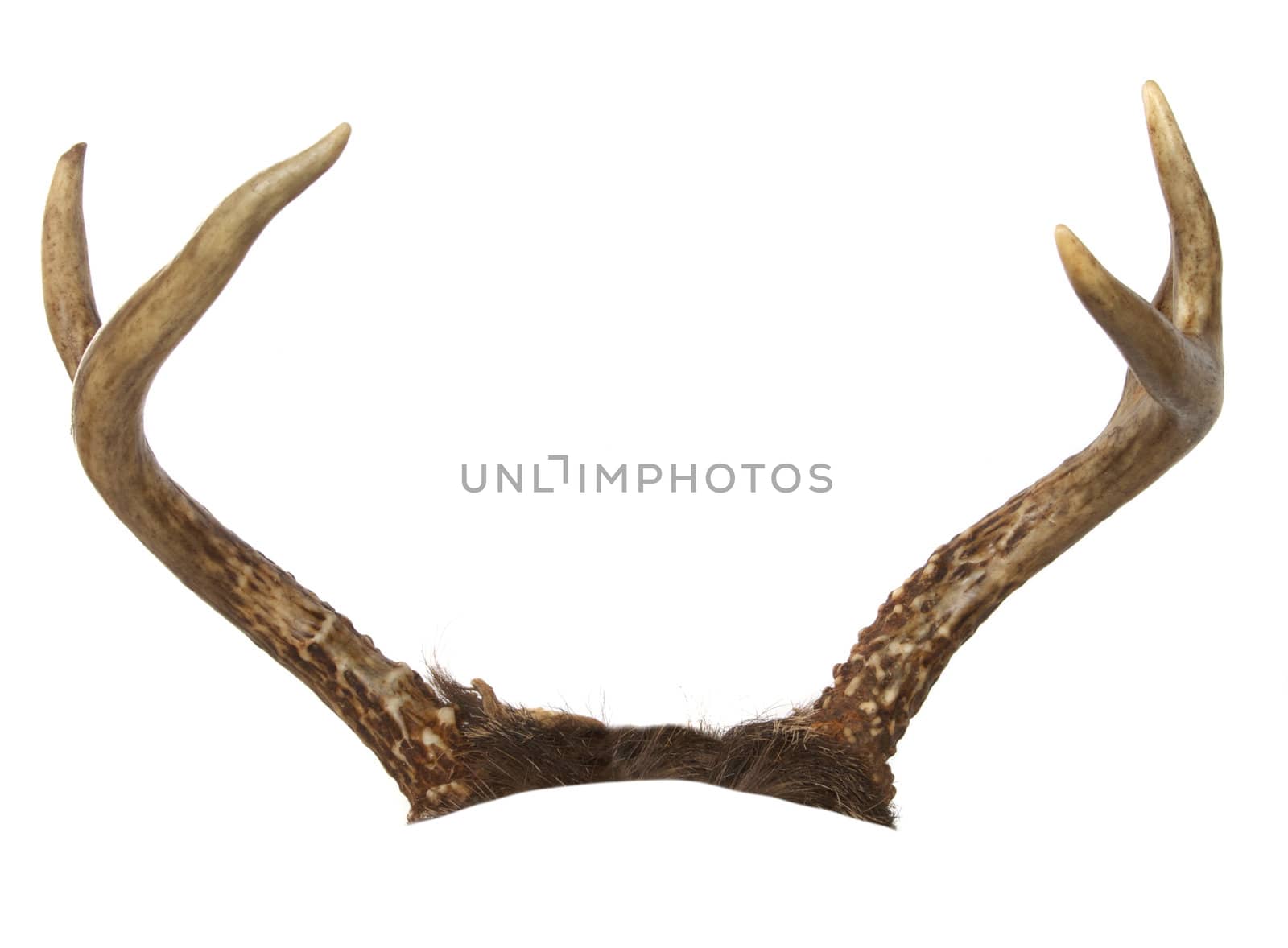 Forked antlers from a whitetail deer isolated on white.  Cropped so they can be placed on an another animal.