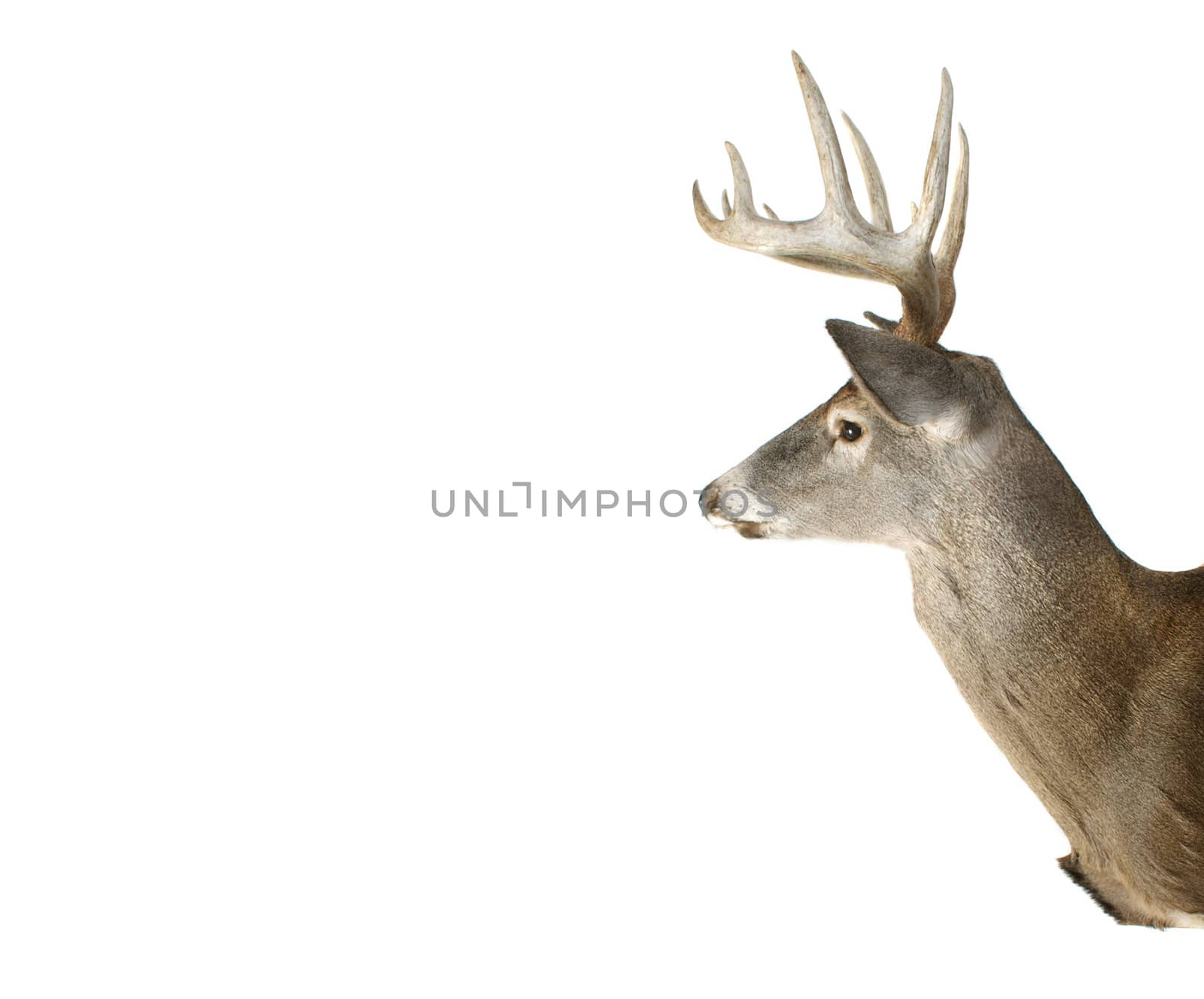 An Isolated Whitetail Buck Deer Head Profile With Ad Space