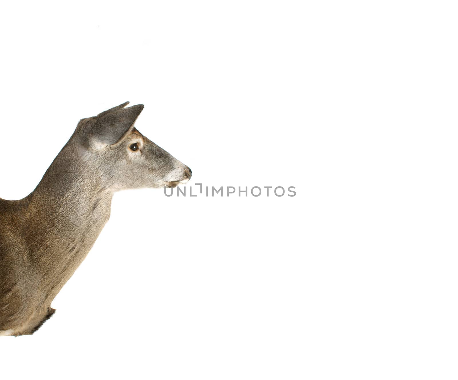 An Isolated Whitetail Doe Deer Head Profile With Ad Space