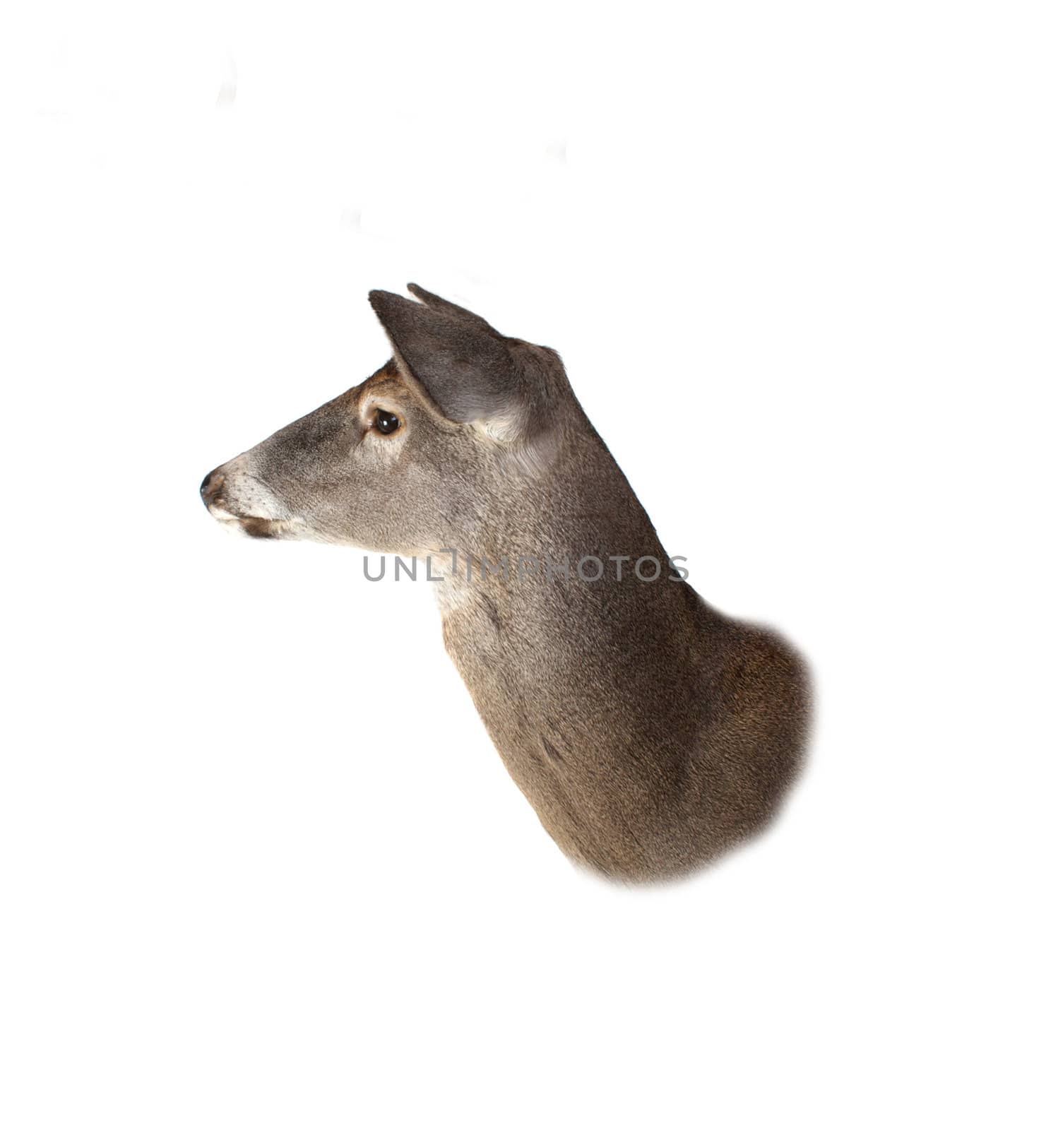 A profile of a whitetail deer doe isolated on white.